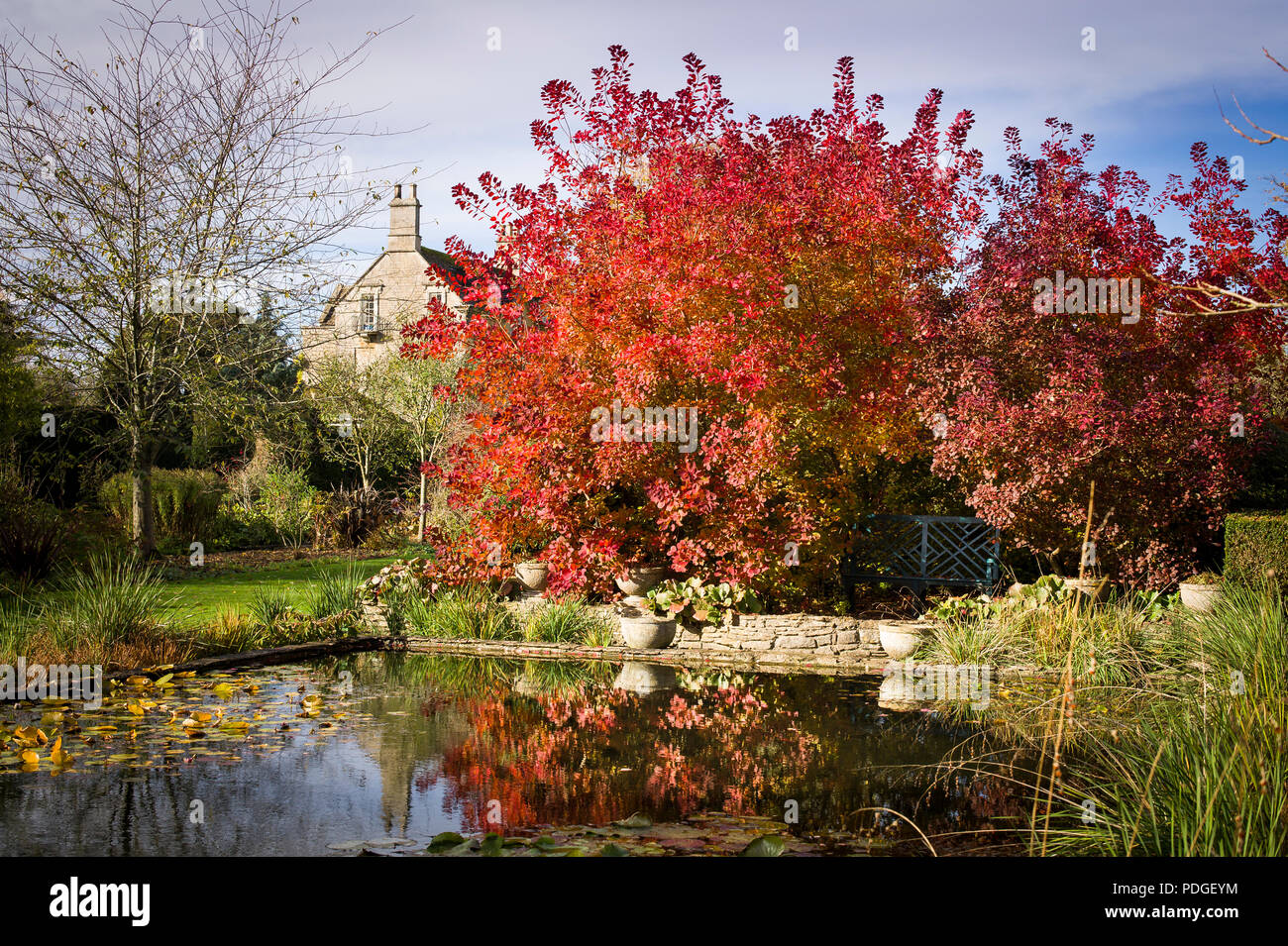 Herbst Tönungen in einen Englischen Garten mit Reflexionen von bunten Cotinus Bäume im November Stockfoto