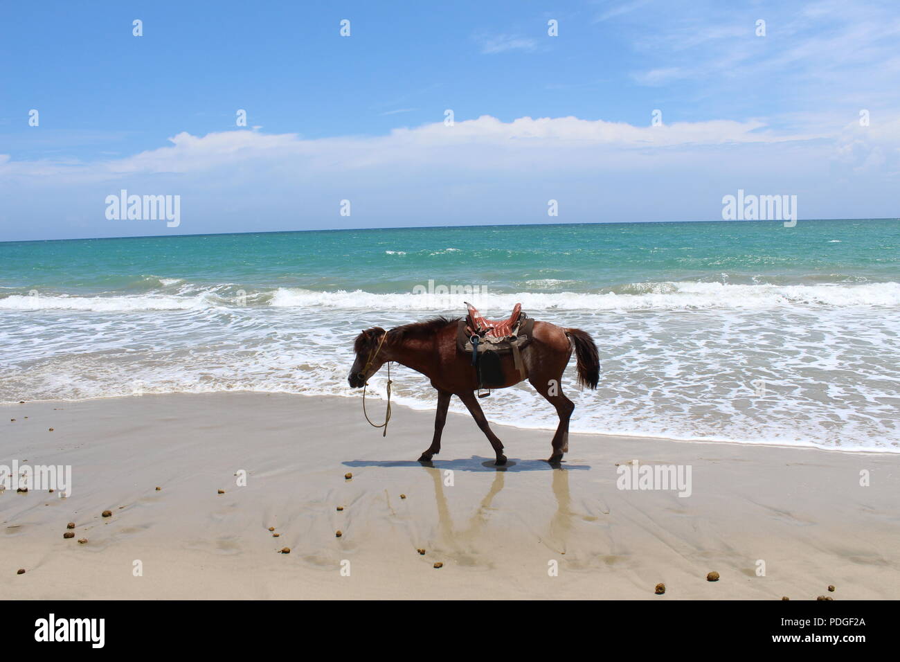 Riderless horse am Strand Stockfoto
