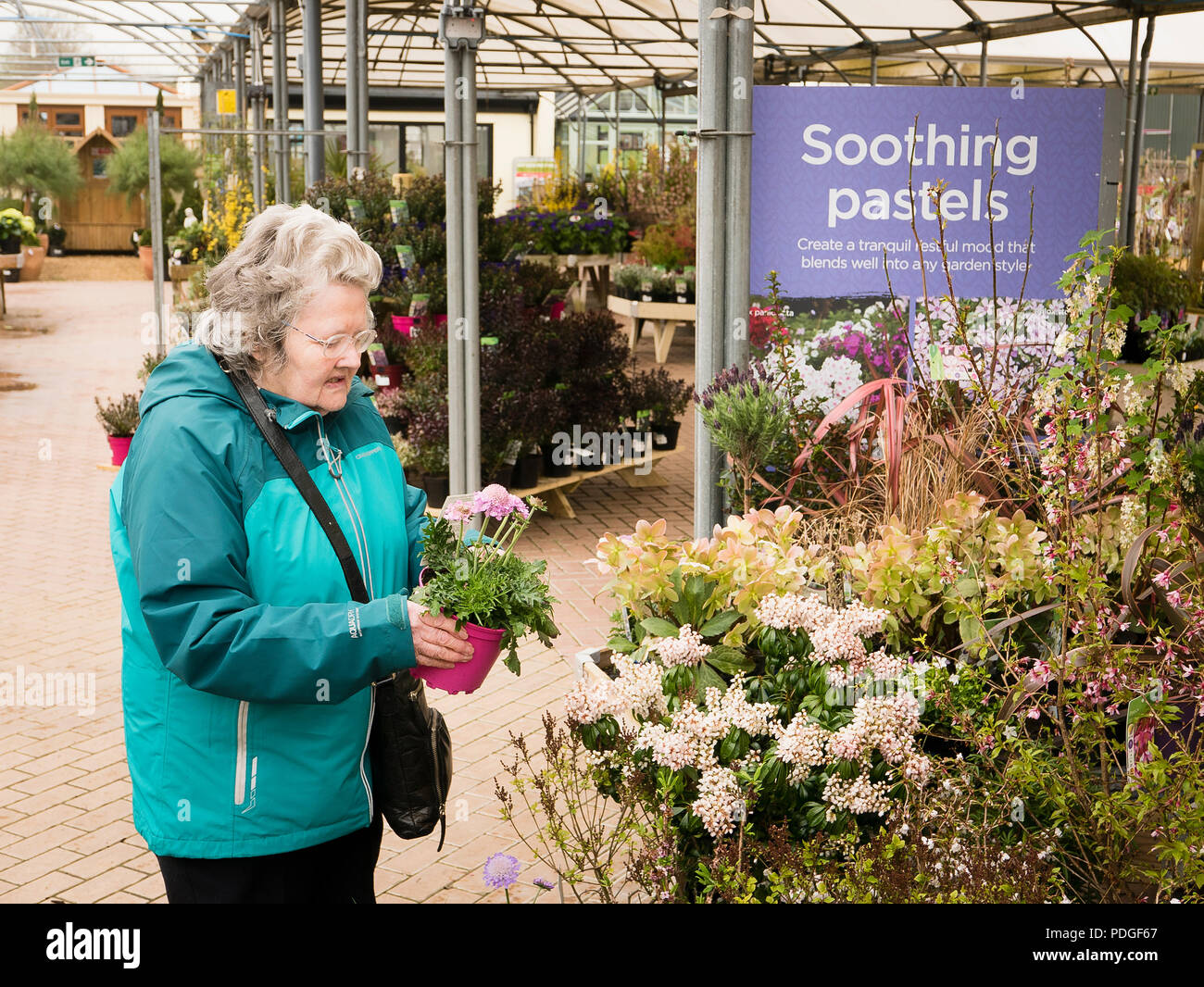 Eine weibliche shopper Auswahl einer Anlage in einen Englischen Garten Center im frühen Frühjahr Stockfoto