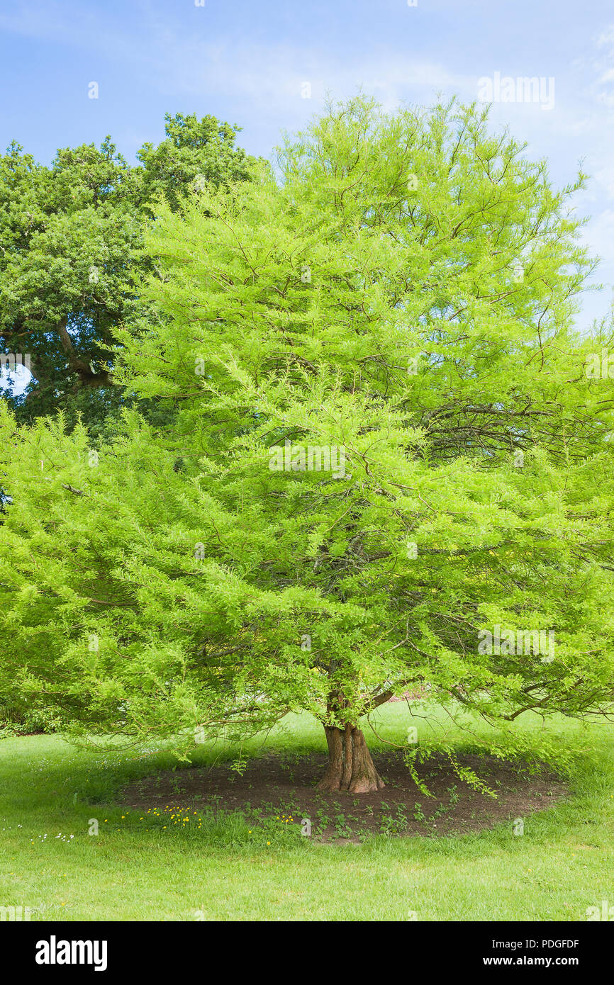 Swamp Cypress Tree mit Hellgrün federartigen Laub in einem Englischen Garten im Juni Stockfoto