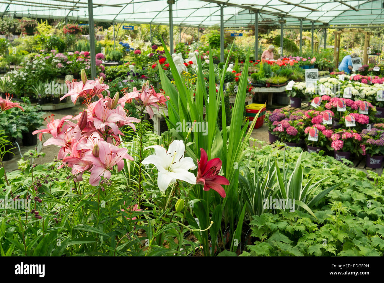 Ein reichhaltiges Sortiment an Topfpflanzen auf Anzeige in einen Englischen Garten Center im Juli zum Kauf auf ein Selbst-Auswahl Stockfoto
