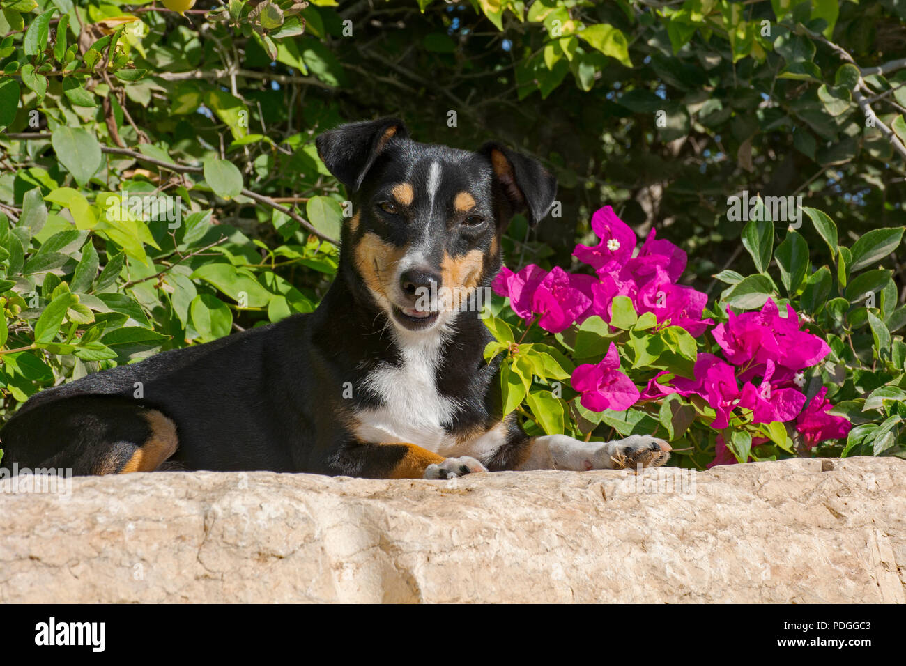Adorable lächelnd alten doxie-pin Hund gestellt auf einem Felsen vor einem magenta Bougainvillea Busch Stockfoto