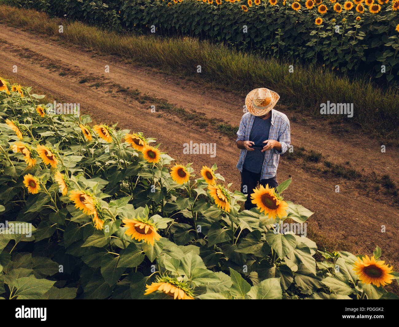 Landwirt Agronom mit Drohne zu prüfen, blühenden Sonnenblumen Pflanzen in Feld von oben, den Einsatz moderner Technologien in der Landwirtschaft und Lebensmittelproduktion i Stockfoto