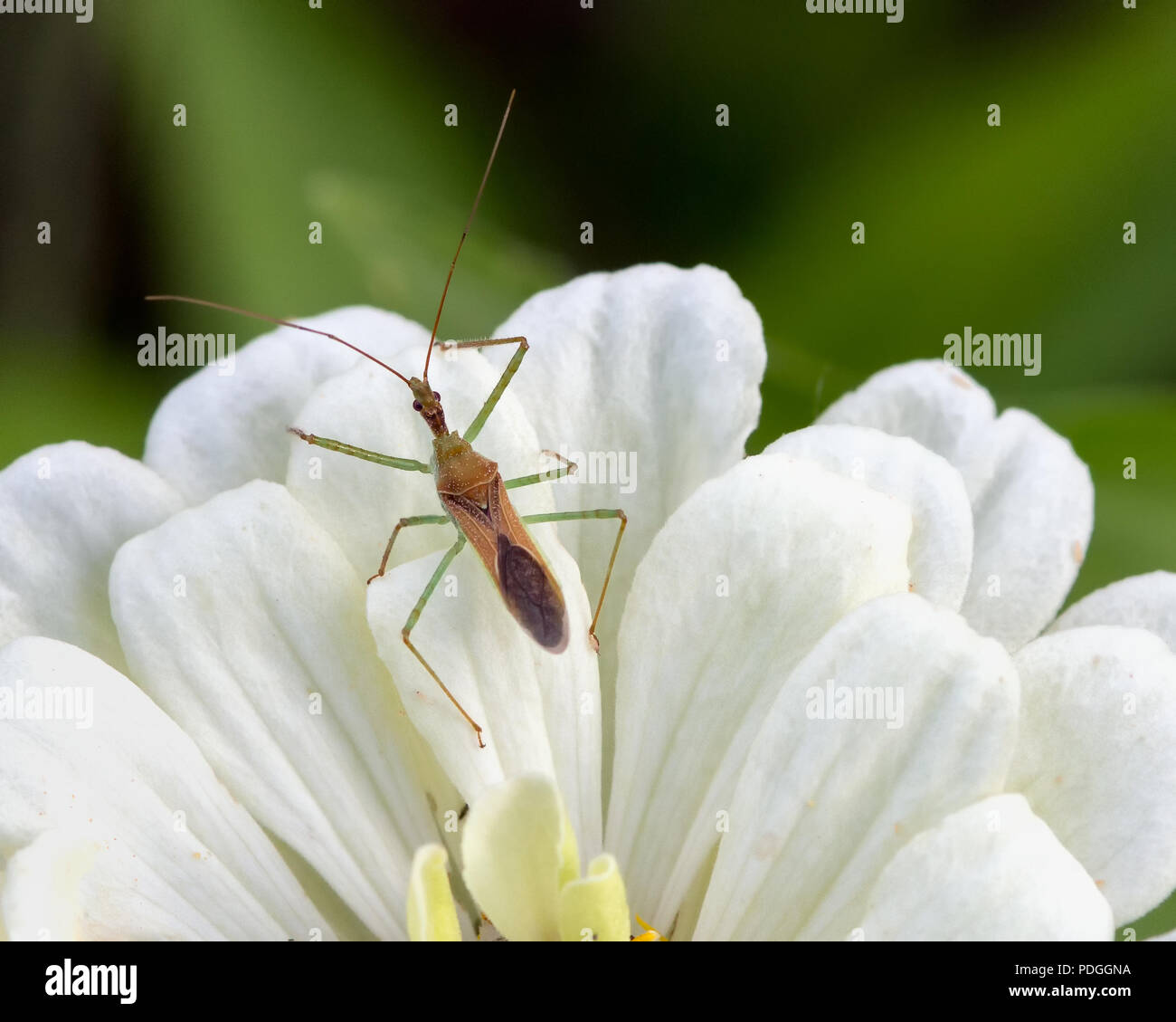 Assassin Bug auf White Zinnia Blume Stockfoto