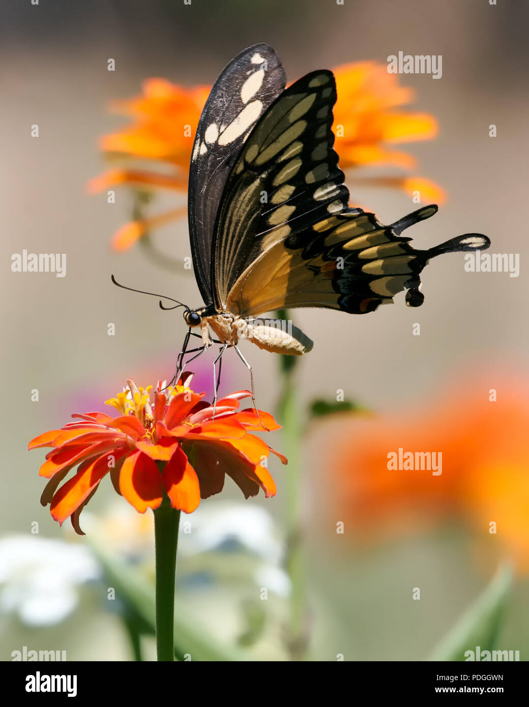 Riesige Swaloowtail Schmetterling Fütterung mit Orange Zinnia Stockfoto