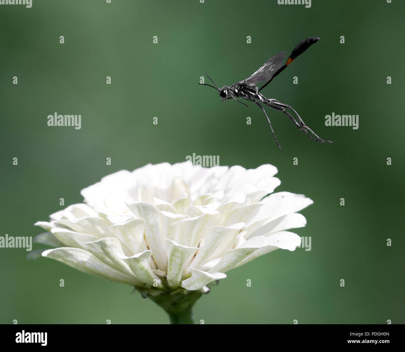 Schlamm Daubers im Flug über einem weißen Zinnia Blume Stockfoto