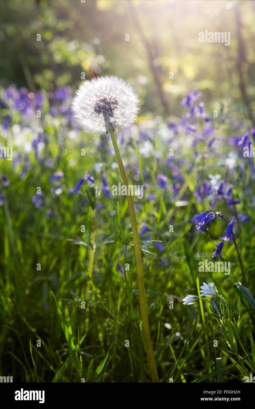 Hintergrundbeleuchtung Feder Waldboden mit Löwenzahn Samen Köpfen und lila Blüte Glockenblumen. Stockfoto