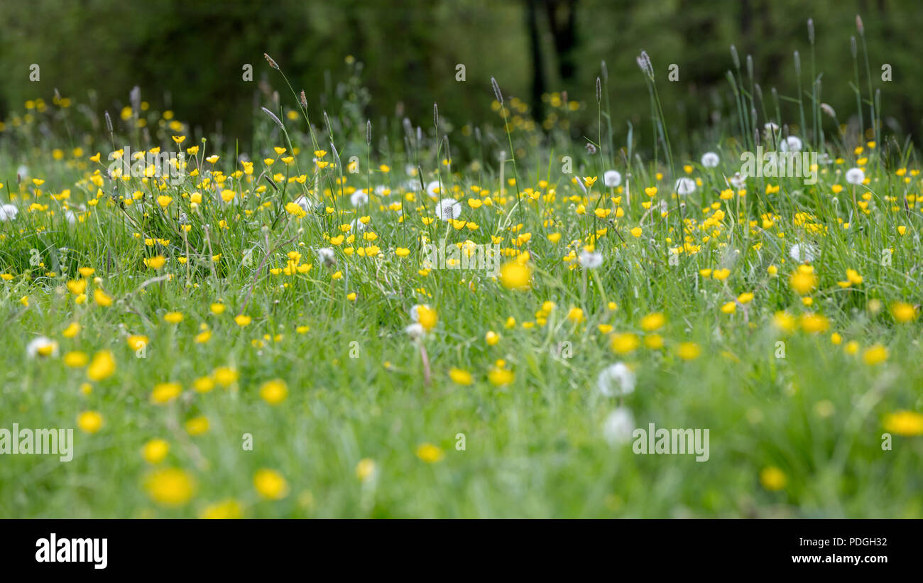 Eine Feder Wiese mit Löwenzahn und Buttercup Blumen. Stockfoto