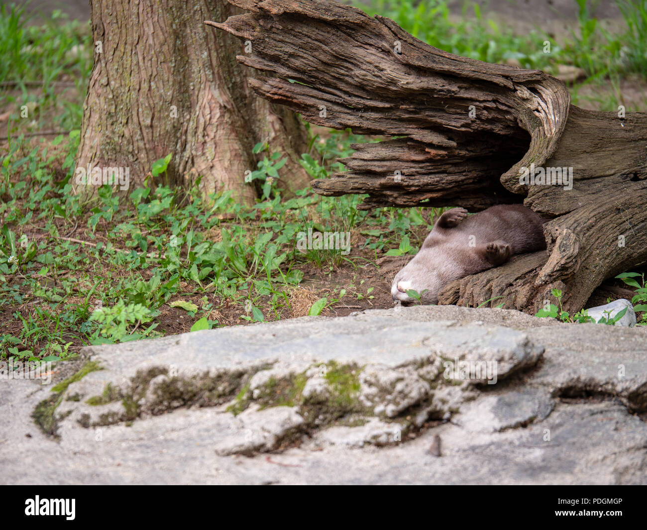 Asiatische Small - Kratzte otter Aonyx cinereal innerhalb eines gebrochenen Baum napping Stockfoto
