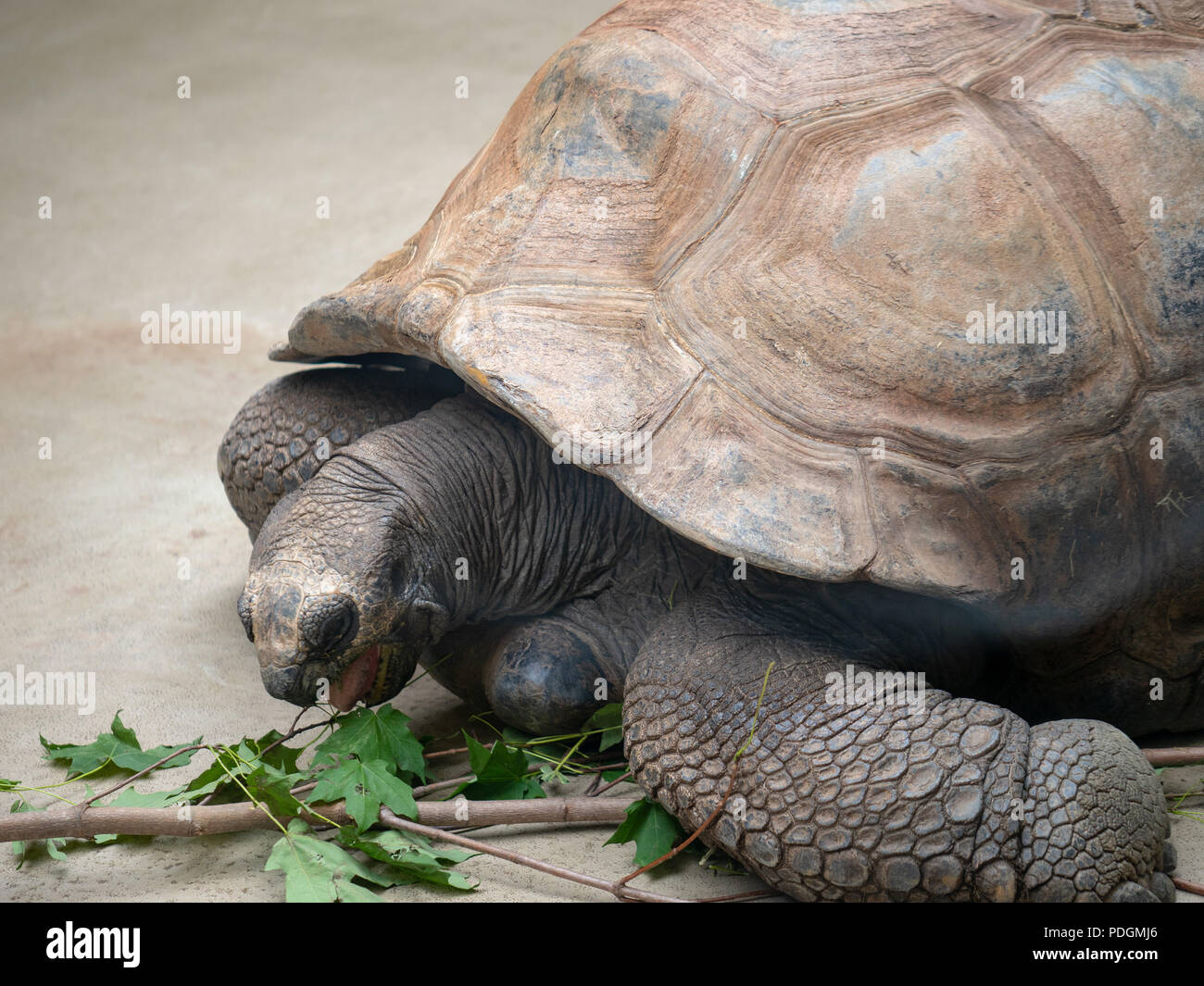 Aldabra tortoise Geochelone gigantea nimmt einen Bissen aus der Blätter einer Zweigniederlassung Stockfoto