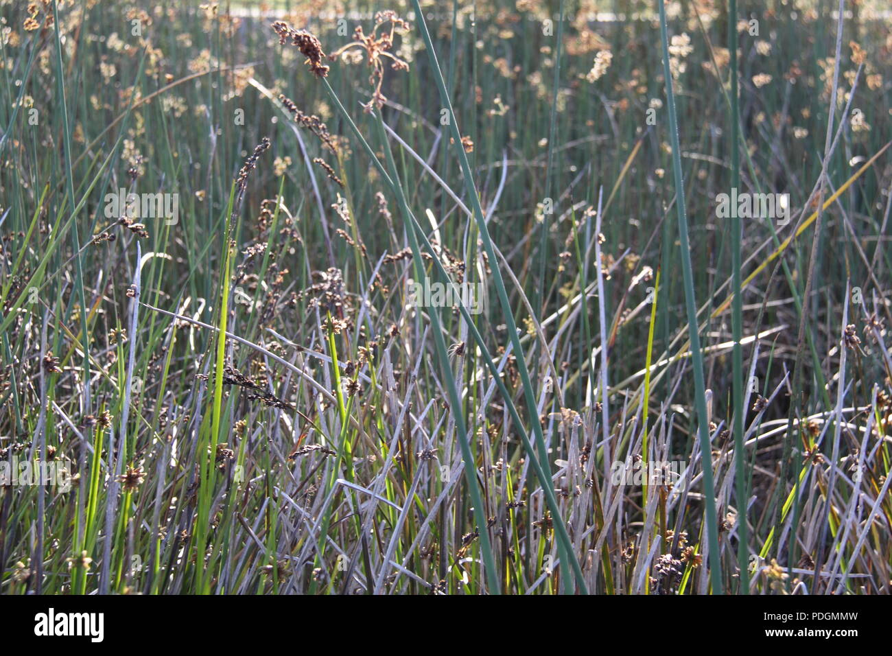 Getuftete Seggen entlang Water's Edge Stockfoto