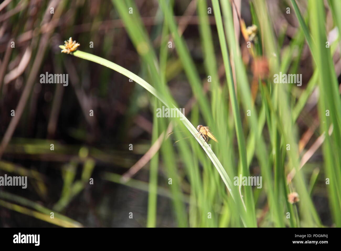 Gelbe Kaiser Dragonfly (Anax Papuensis) ruht auf verknotete Club Rush am Rand von Teich Stockfoto