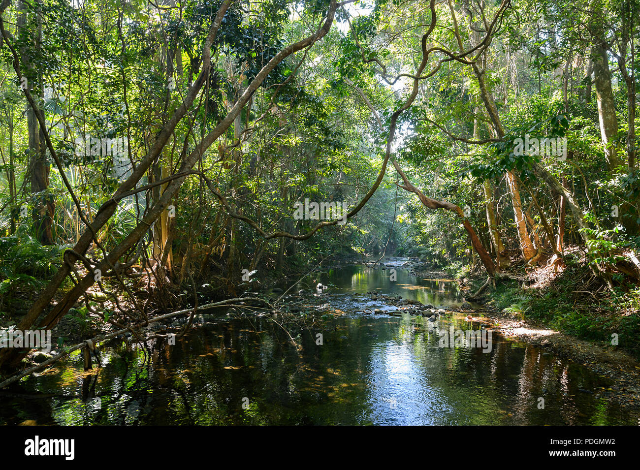 Anzeigen von Oliver Creek in den tropischen Regenwald, Cape Tribulation, Far North Queensland, FNQ, QLD, Australien Stockfoto