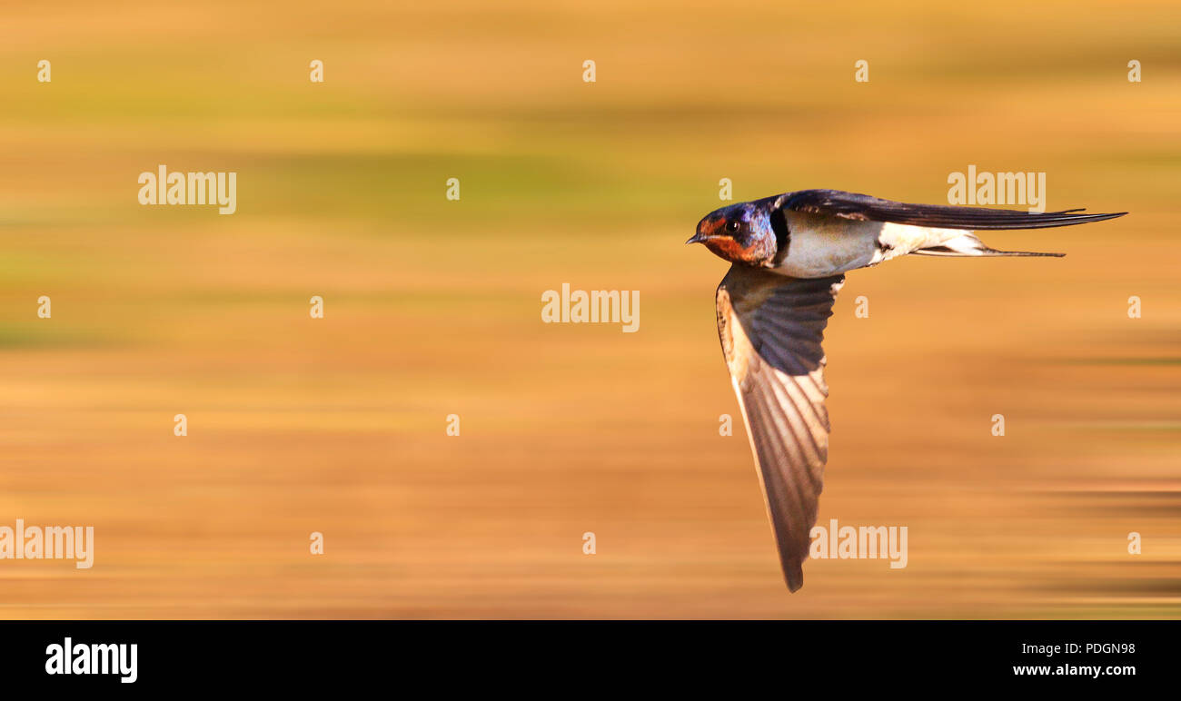 Vogel fliegt schnell über den Sommer Gras, Tierwelt, Vögel Stockfoto