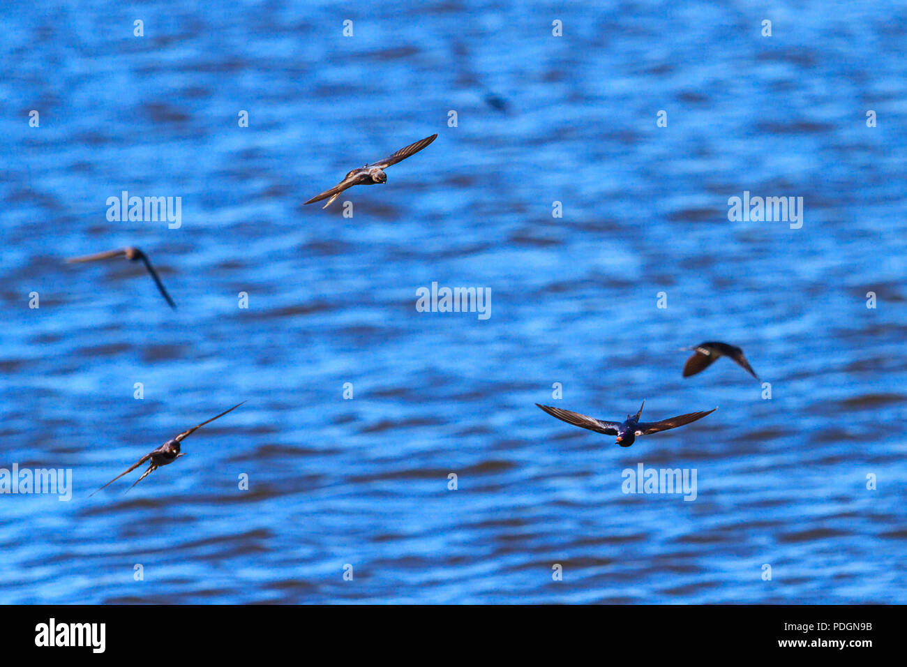 Vögel fliegen über Wasser, Tierwelt, Vögel Stockfoto