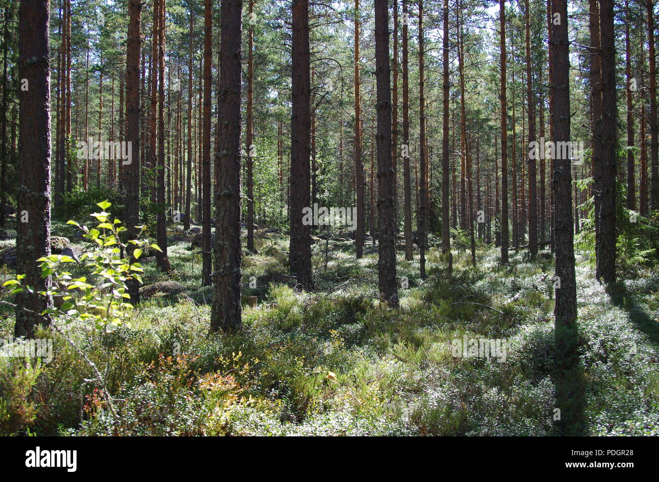 Schöne und stille Wald in Dalarna Stockfoto