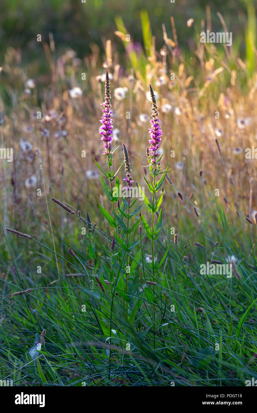 Eine blühende Blutweiderich, gespickt Felberich, oder lila - lythrum Lythrum salicaria. Stockfoto