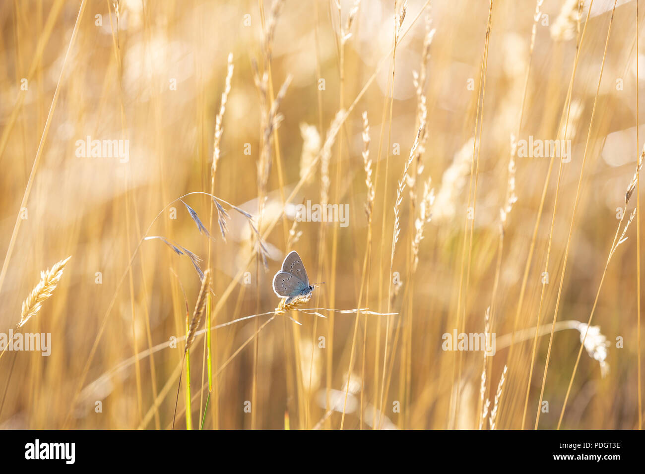 Nahaufnahme eines Mazarine blue-Polyommatus semiargus - ruht auf einem Schaft in einer sonnenbeschienenen Landschaft von getrockneten Gräsern. Stockfoto