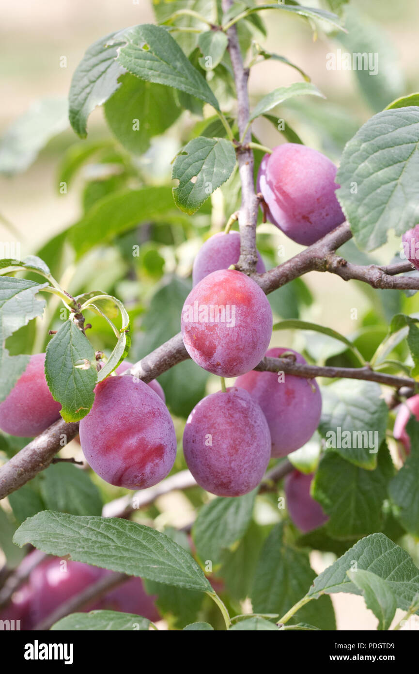 Prunus domestica 'Freigebiges'. Pflaume 'Freigebiges'. Stockfoto