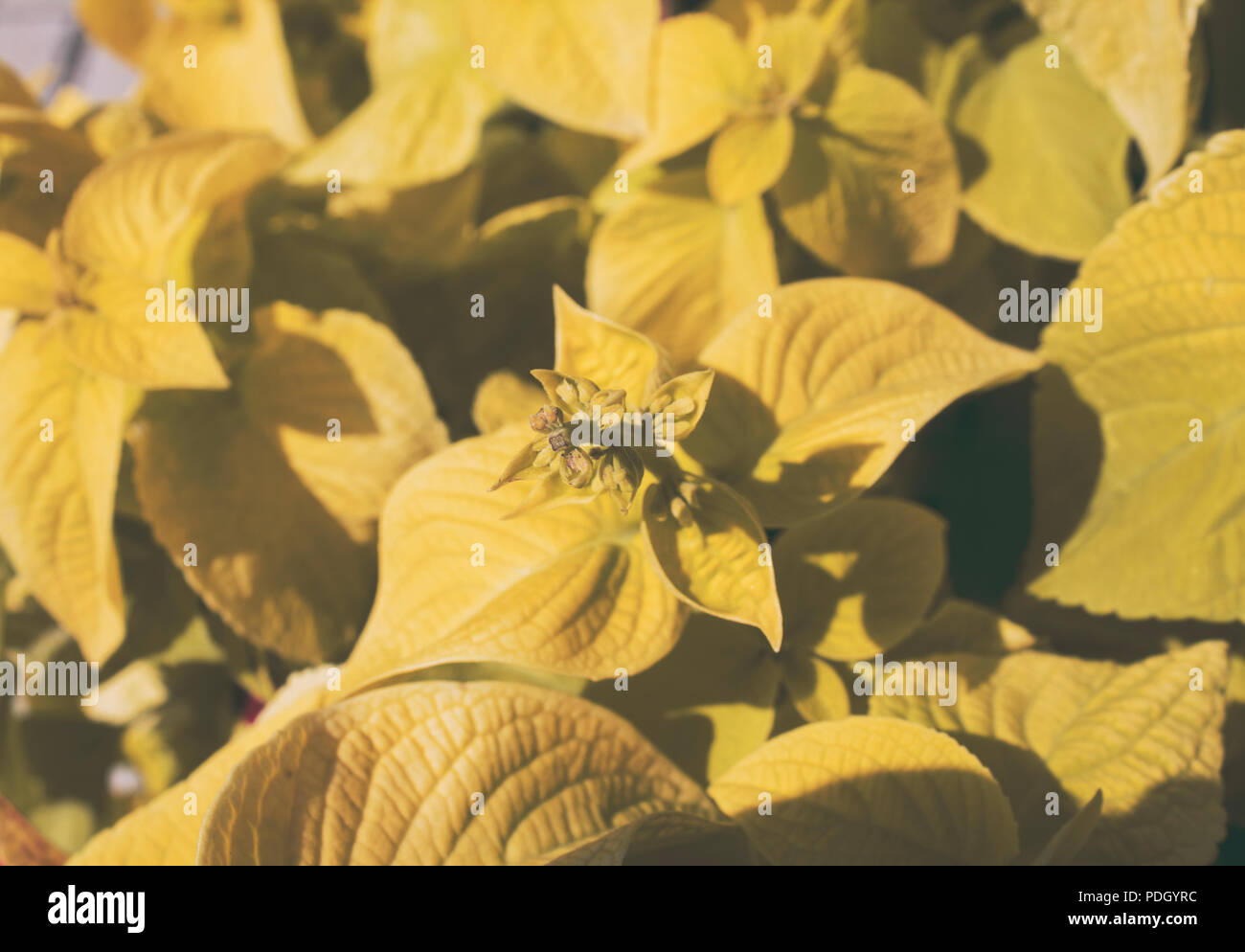 Coleus. Coleus anlage Hintergrund. Gelbe Blätter von coleus. Stockfoto