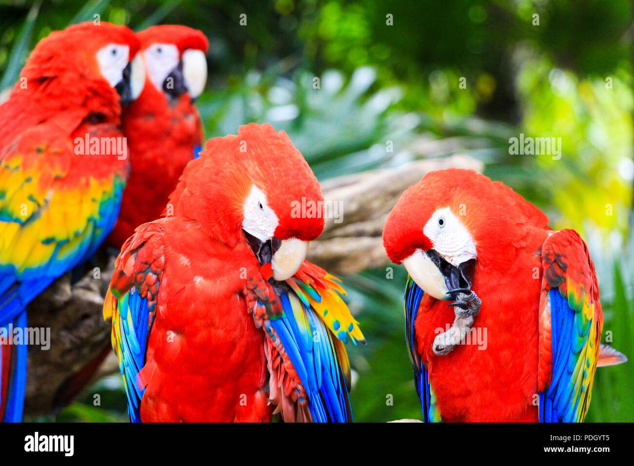 Farbenfrohe Papageien beißen und Kratzen ihre Beine Stockfoto