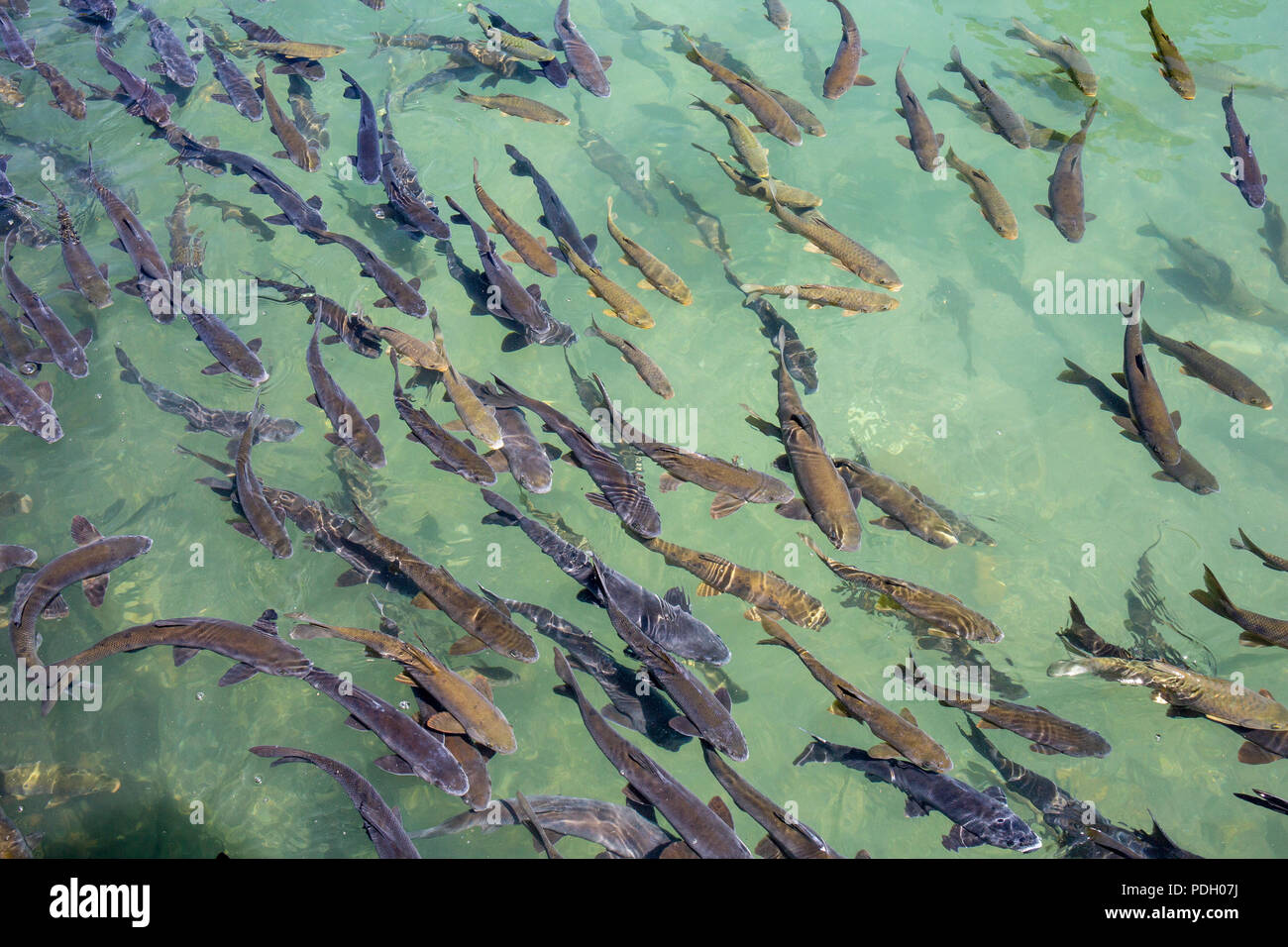 Fische im See von Halilurrahman Moschee Sanliurfa, Türkei Stockfoto
