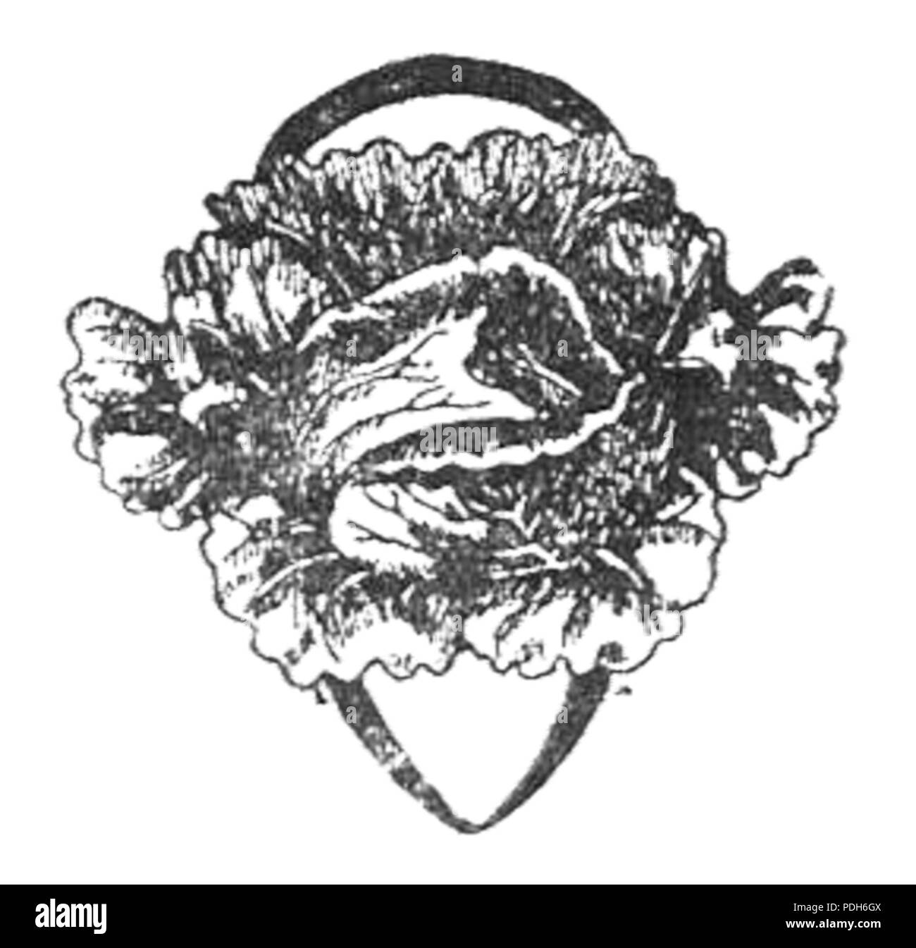 293 Sałaty ich sałatki Seite 10 Stockfoto