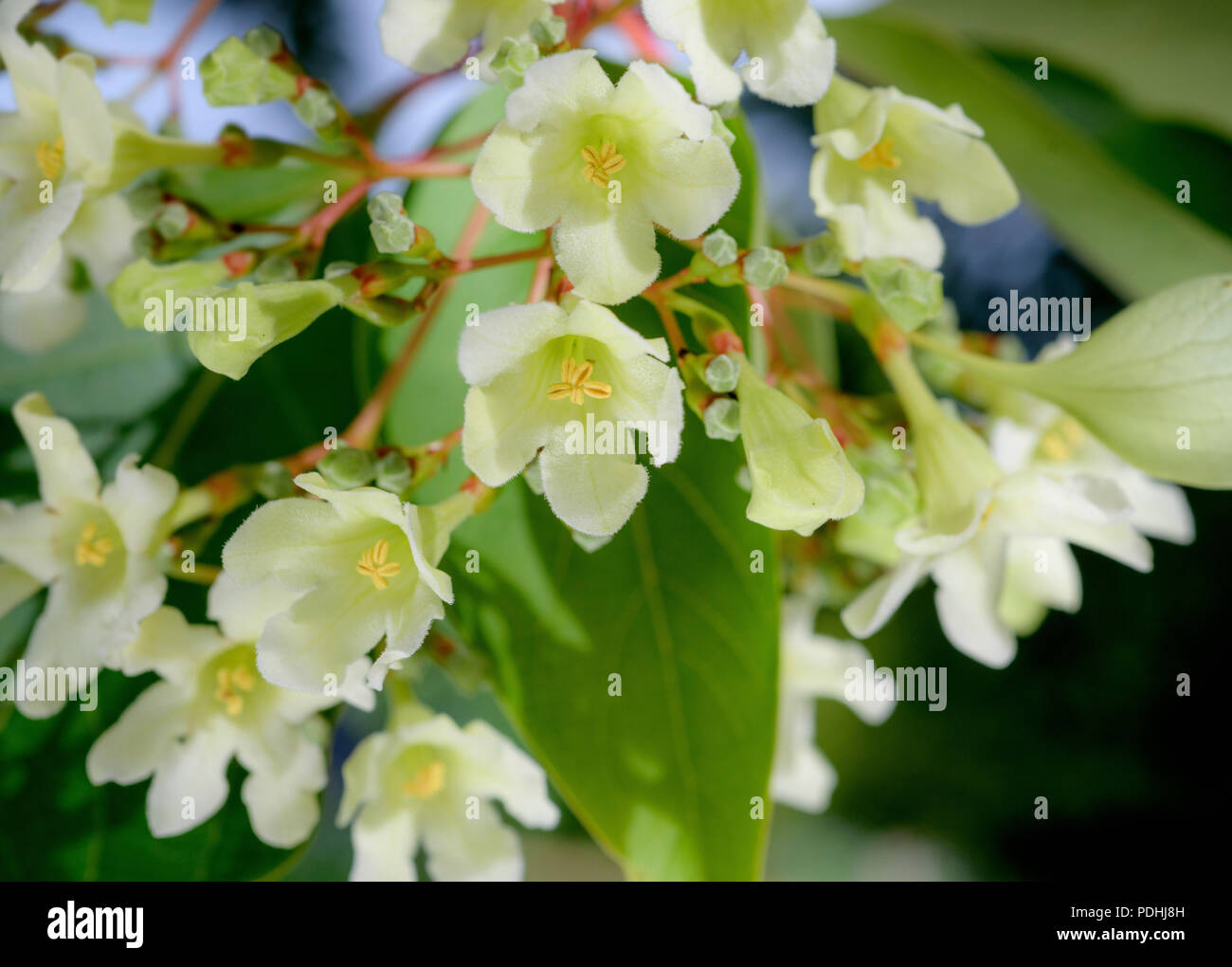 Wakehurst, West Sussex, UK. 10. August 2018. RBG Wakehurst in West Sussex - Emmenopterys The President Blumen in voller Blüte zum ersten Mal in 31 Jahren. Quelle: Jim Holden/Alamy leben Nachrichten Stockfoto