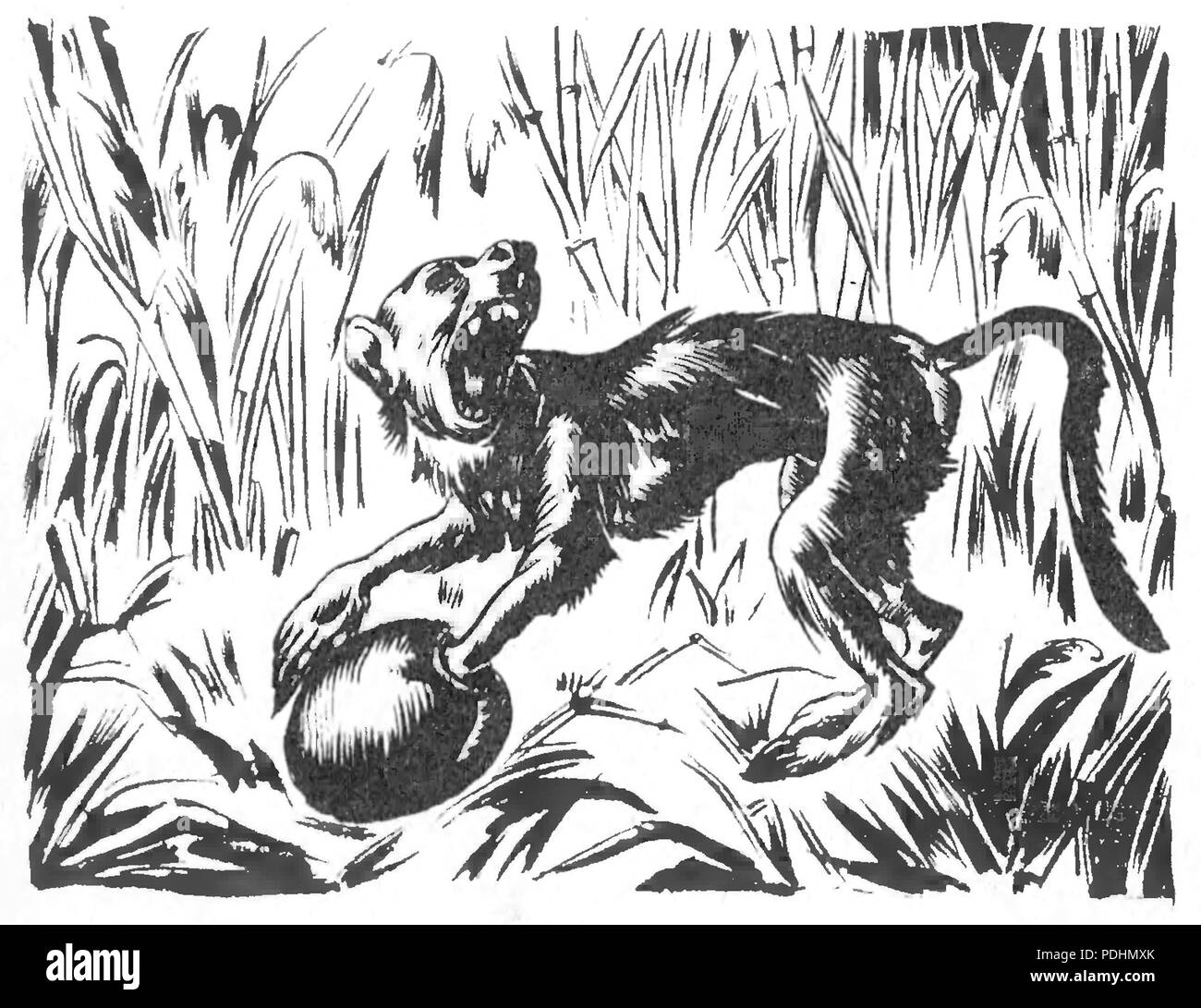 248 Ossendowski Miljoner Y p023 Stockfoto