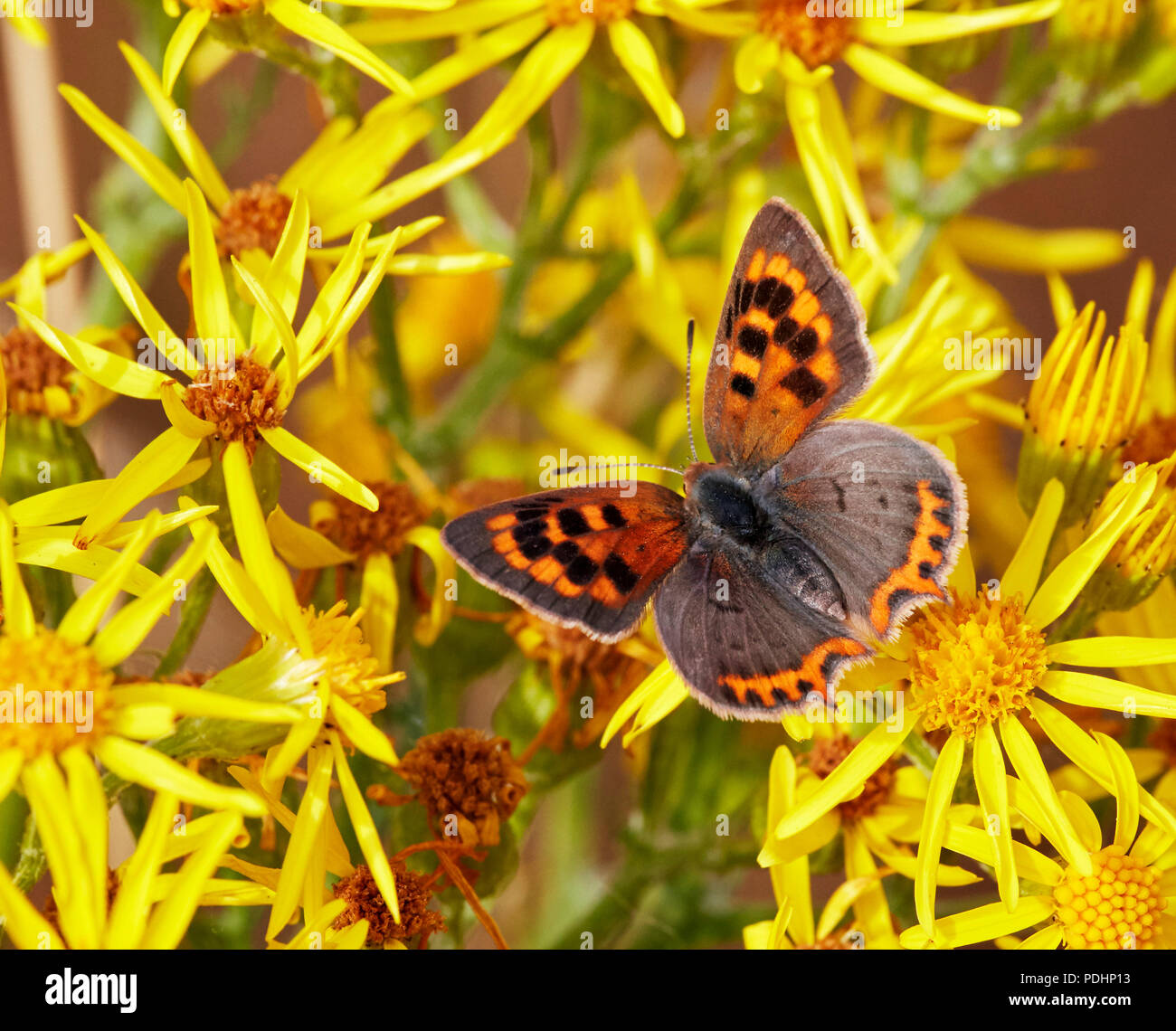 Kleine Kupfer Aberration extensa nectaring auf Ragwort. Hurst suchen, East Molesey, Surrey, England. Stockfoto