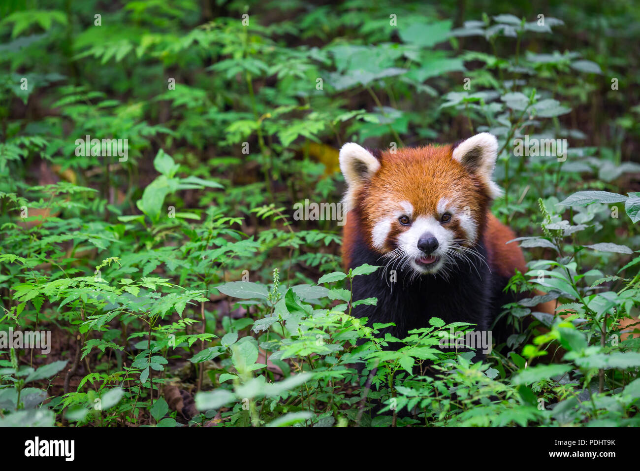 Porträt eines Roten Panda, Ailurus fulgens, Fire Fox, umgeben von Pflanzen Stockfoto