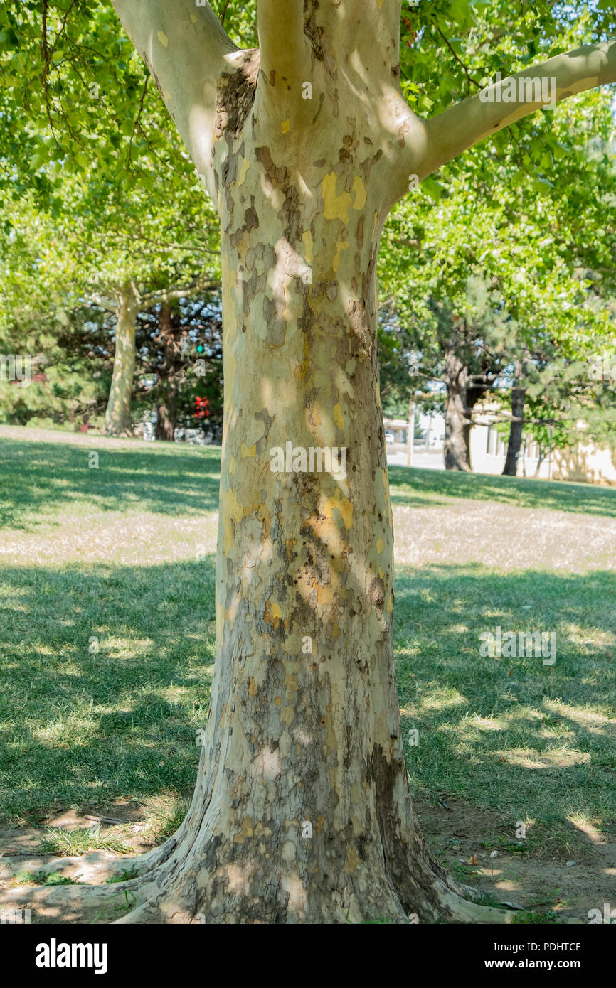 Eine amerikanische Maulbeerfeigenbaum, Platanus occidentalis bezeichnet, der mit einem Peeling trunk im Sommer in Wichita, Kansas, USA. Stockfoto