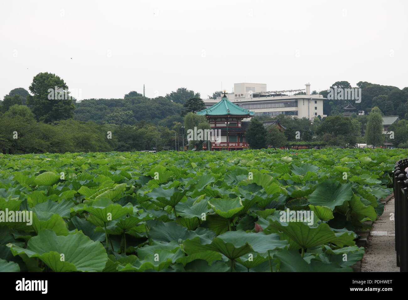 Blick auf Bentendo Tempel über den Lotus Teich, Ueno Park, Japan Stockfoto
