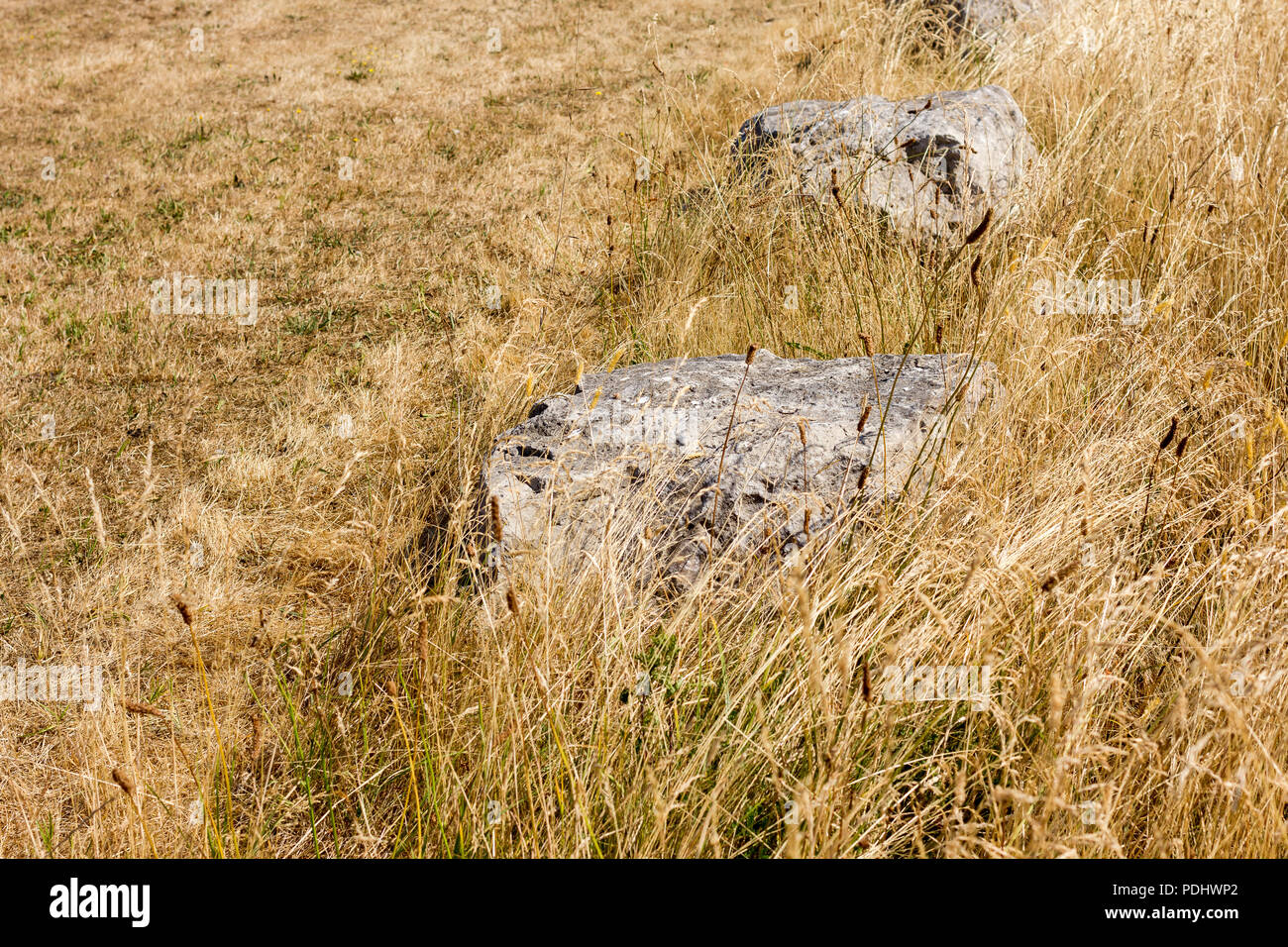 Gras, das Sterben in Großbritannien Hitzewelle 2018, Dorset, England Stockfoto