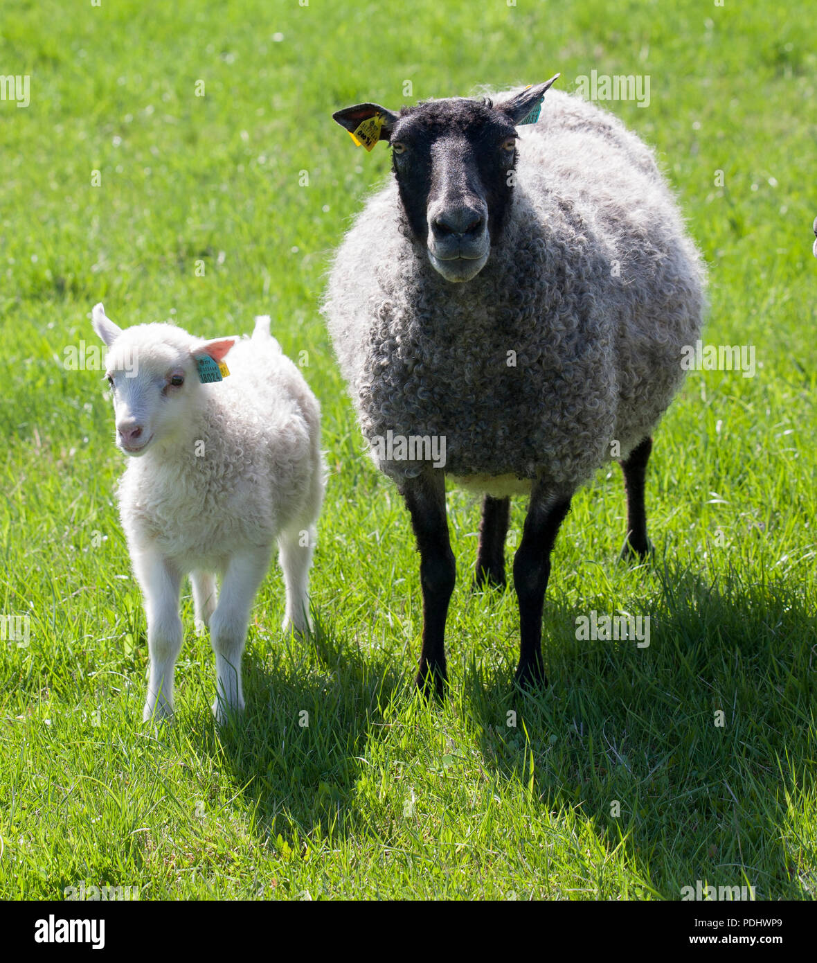 Grasenden Schaf mit Lamm 2018 Stockfoto