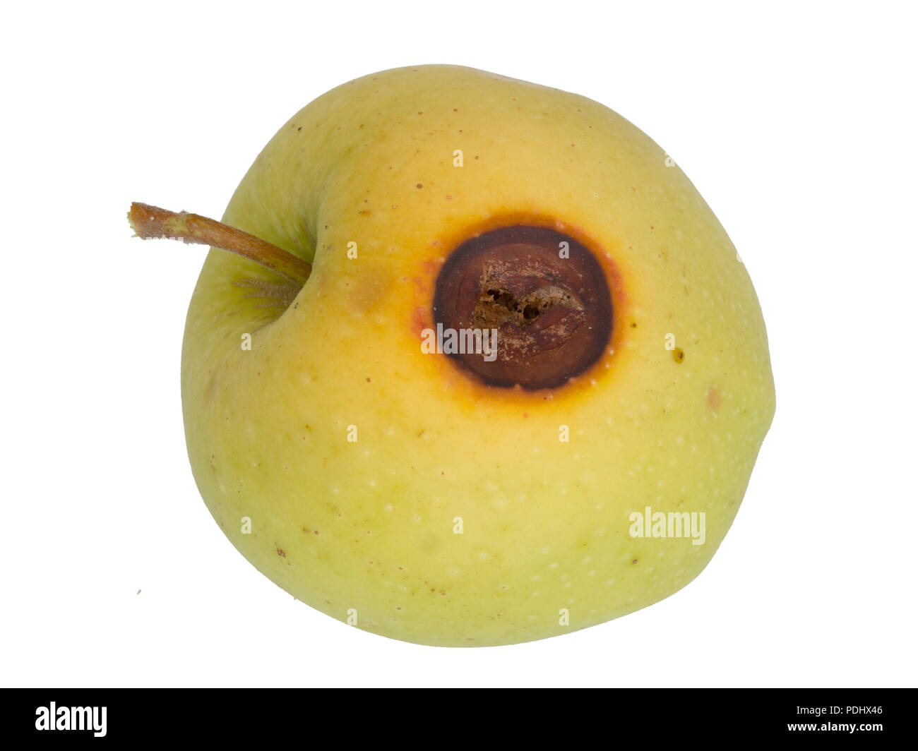 Apfelwickler Schädling-schaden auf Apple, auf weissem isoliert. Cydia pomonella grub, Larve, Raupe. Stockfoto