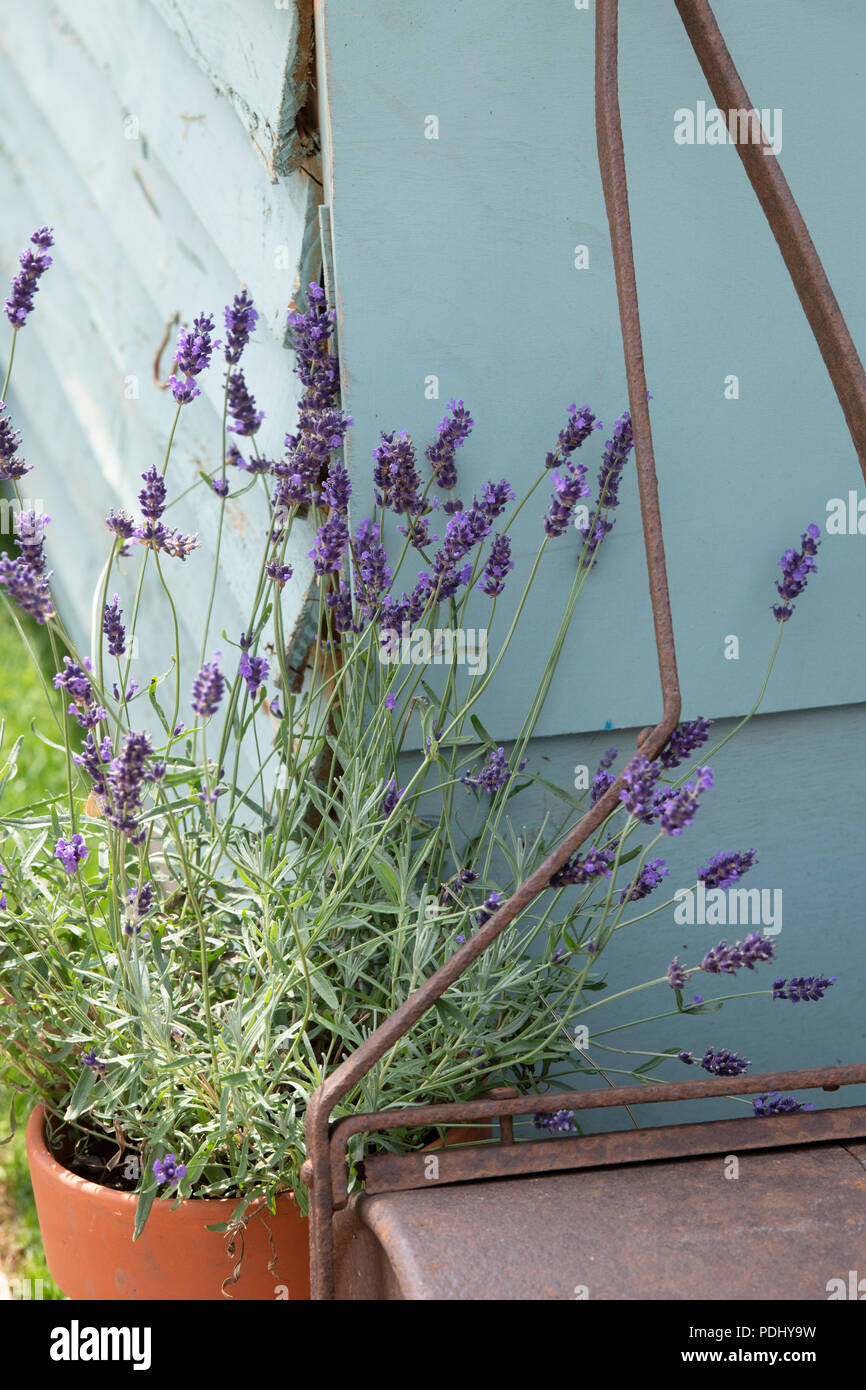 Lavandula. Lavendel wächst in einem Pflanzentopf gegen einen Schuppen und Vintage Grass Roller auf einer Blumenschau Display. GROSSBRITANNIEN Stockfoto