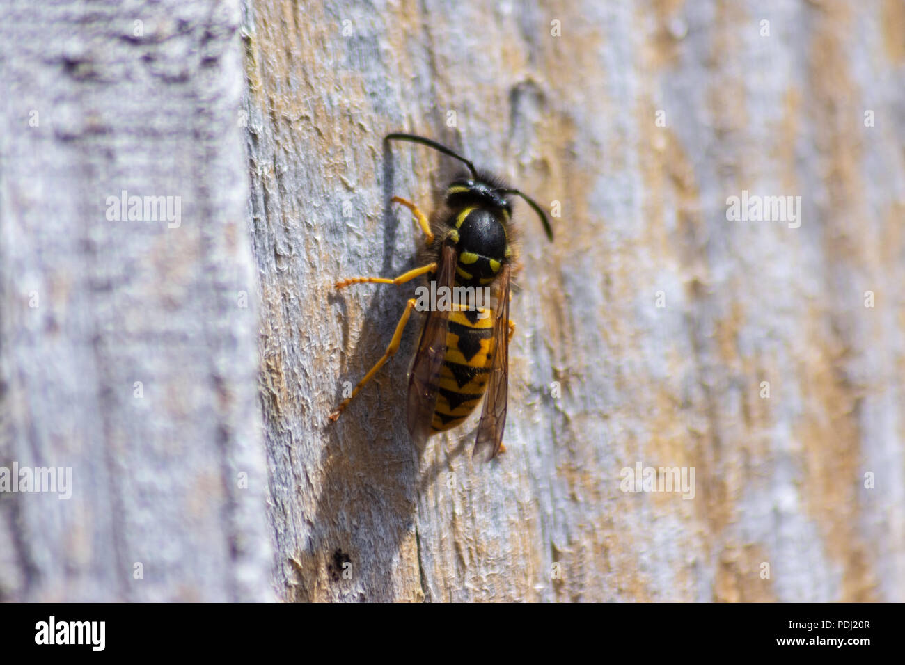 Gemeinsame Wespe Vespula vulgaris auf einer trockenen Holzzaun panel Kauen und sammeln Holz für Nestbau Stockfoto