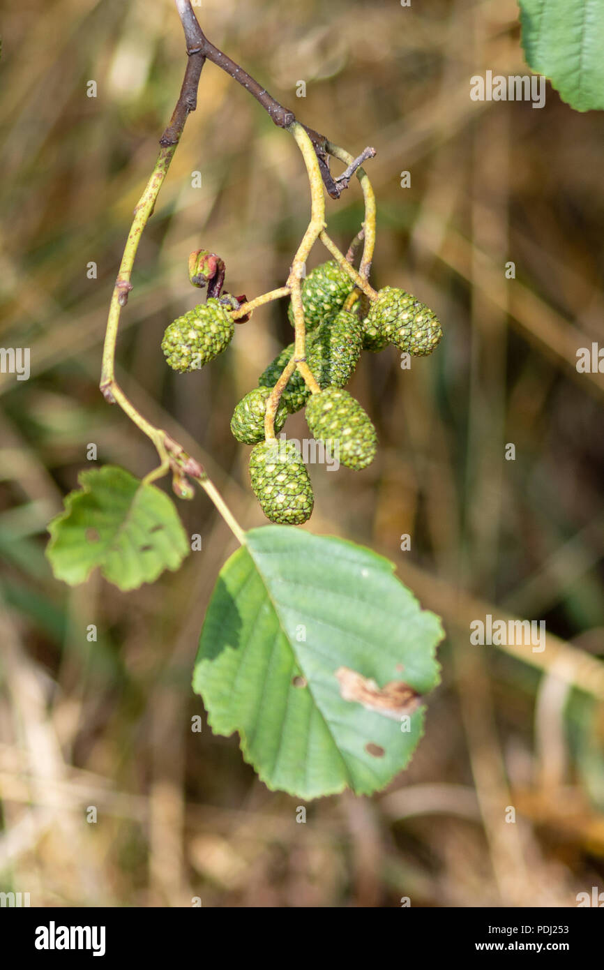 Graue Erle aka gesprenkelte Alder Alnus Incana Blätter und grüne Frucht Kegel Stockfoto