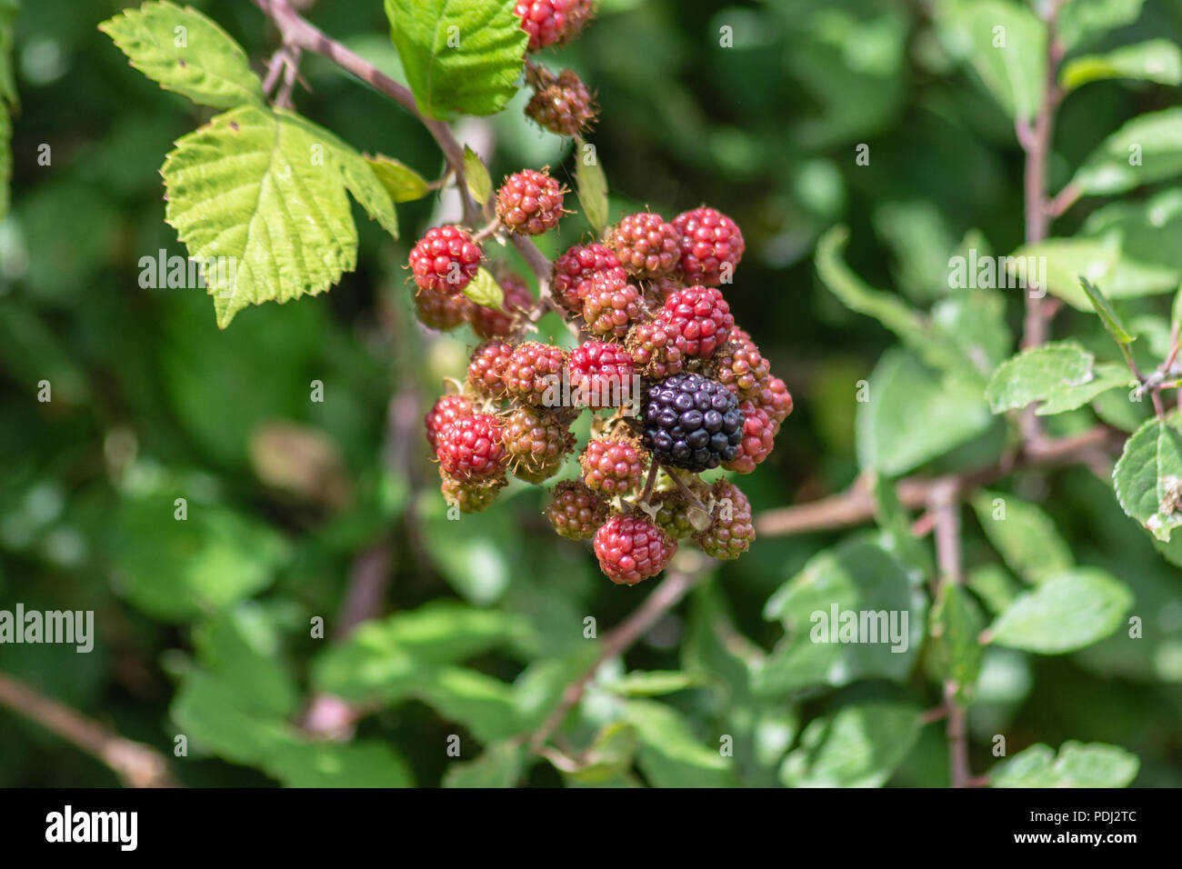 Ein Cluster von Reife und Reifung Brombeeren entlang des Avon Valley Walk in Middlesex Stockfoto