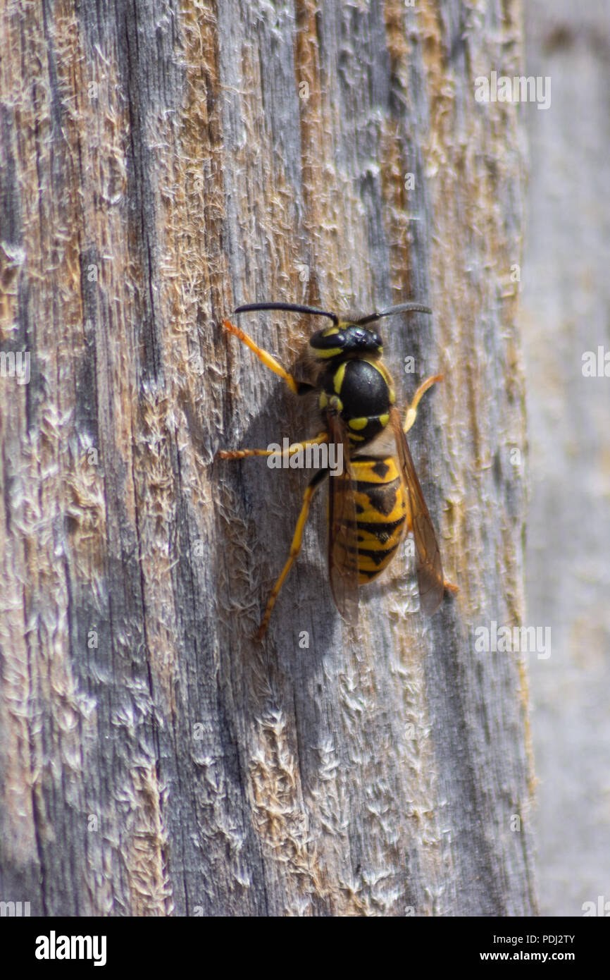 Gemeinsame Wespe Vespula vulgaris auf einer trockenen Holzzaun panel Kauen und sammeln Holz für Nestbau Stockfoto