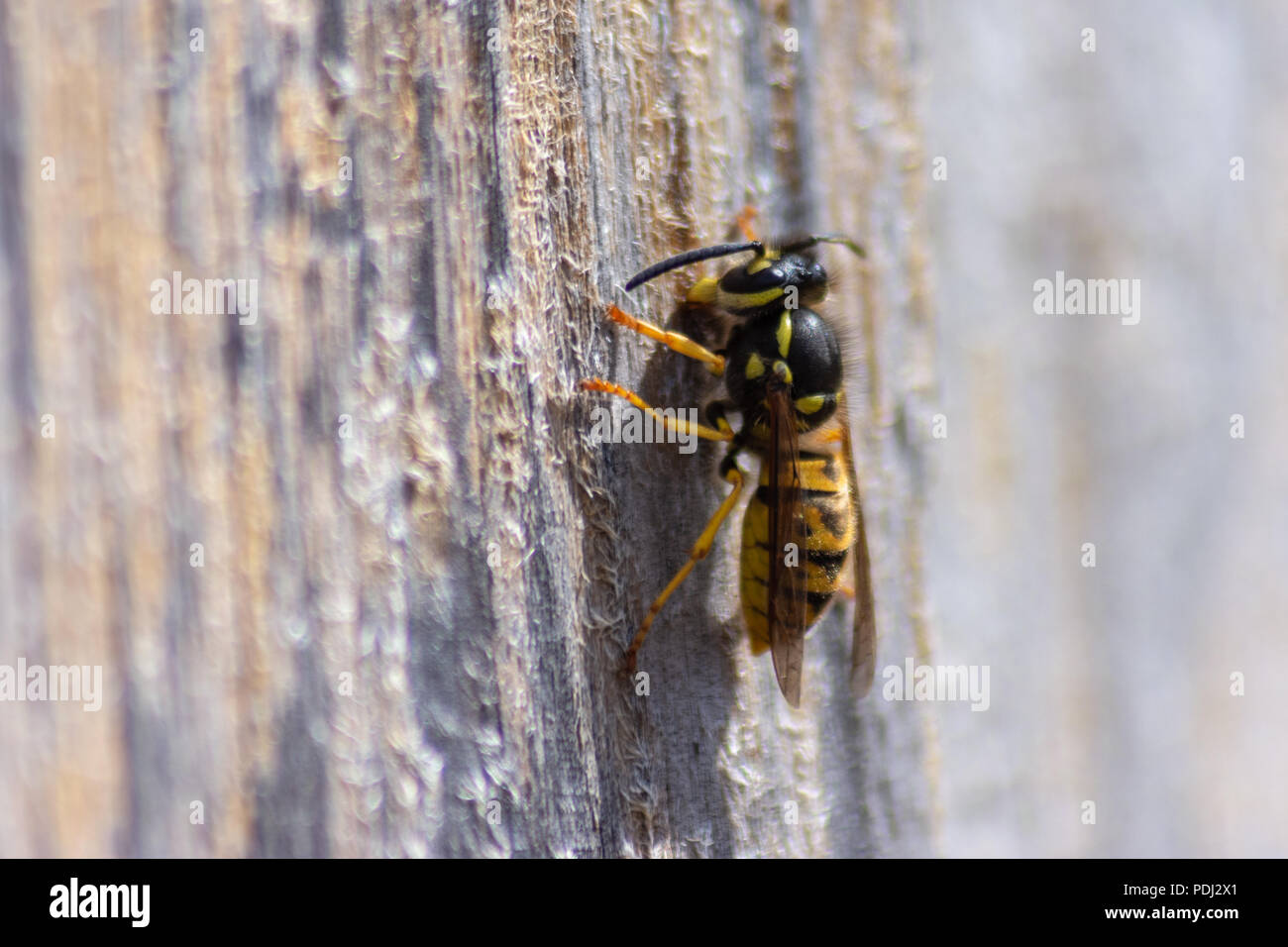 Gemeinsame Wespe Vespula vulgaris auf einer trockenen Holzzaun panel Kauen und sammeln Holz für Nestbau Stockfoto