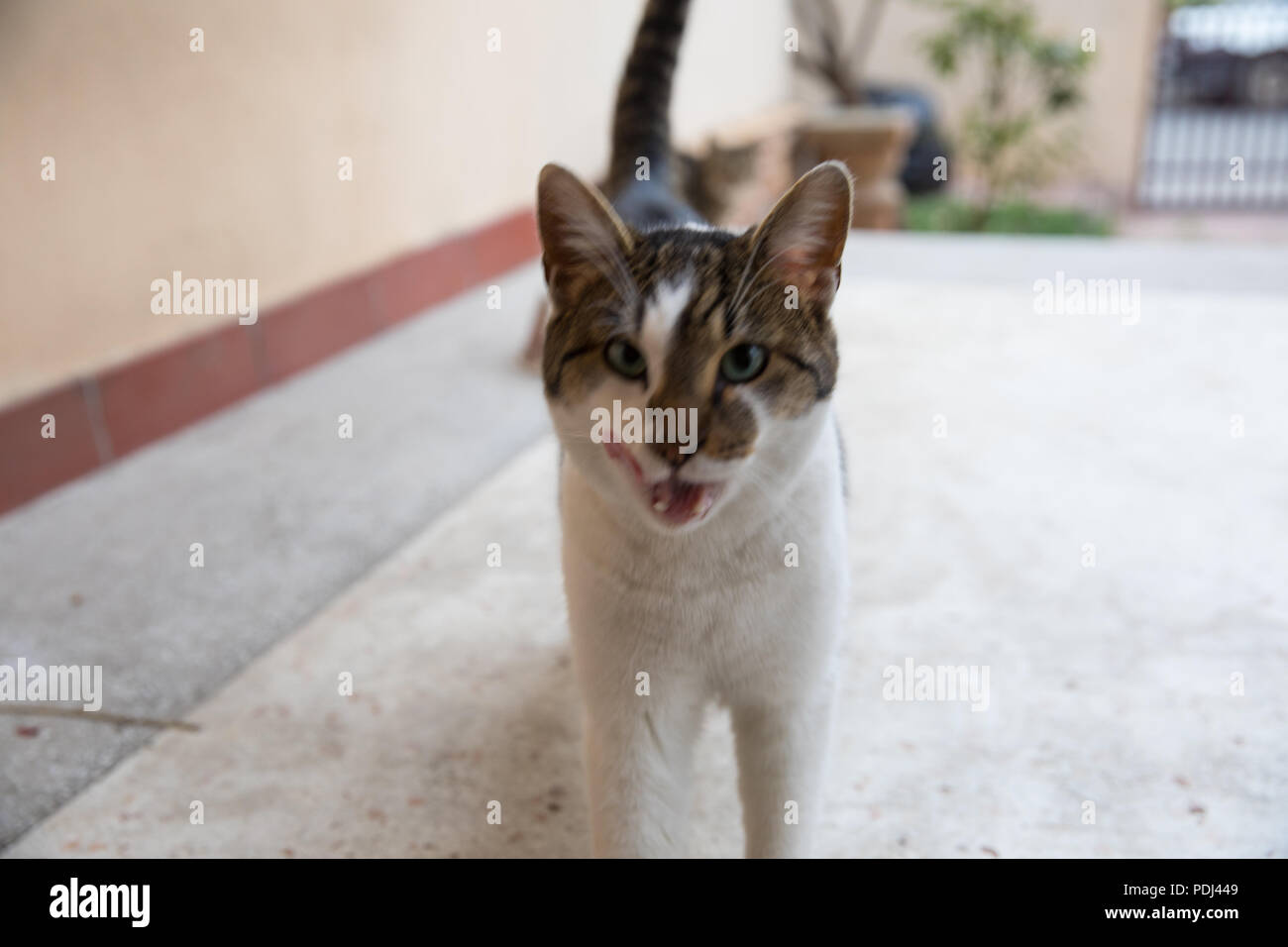 Nett Und Lustig Katzen Stockfoto Bild 214913337 Alamy