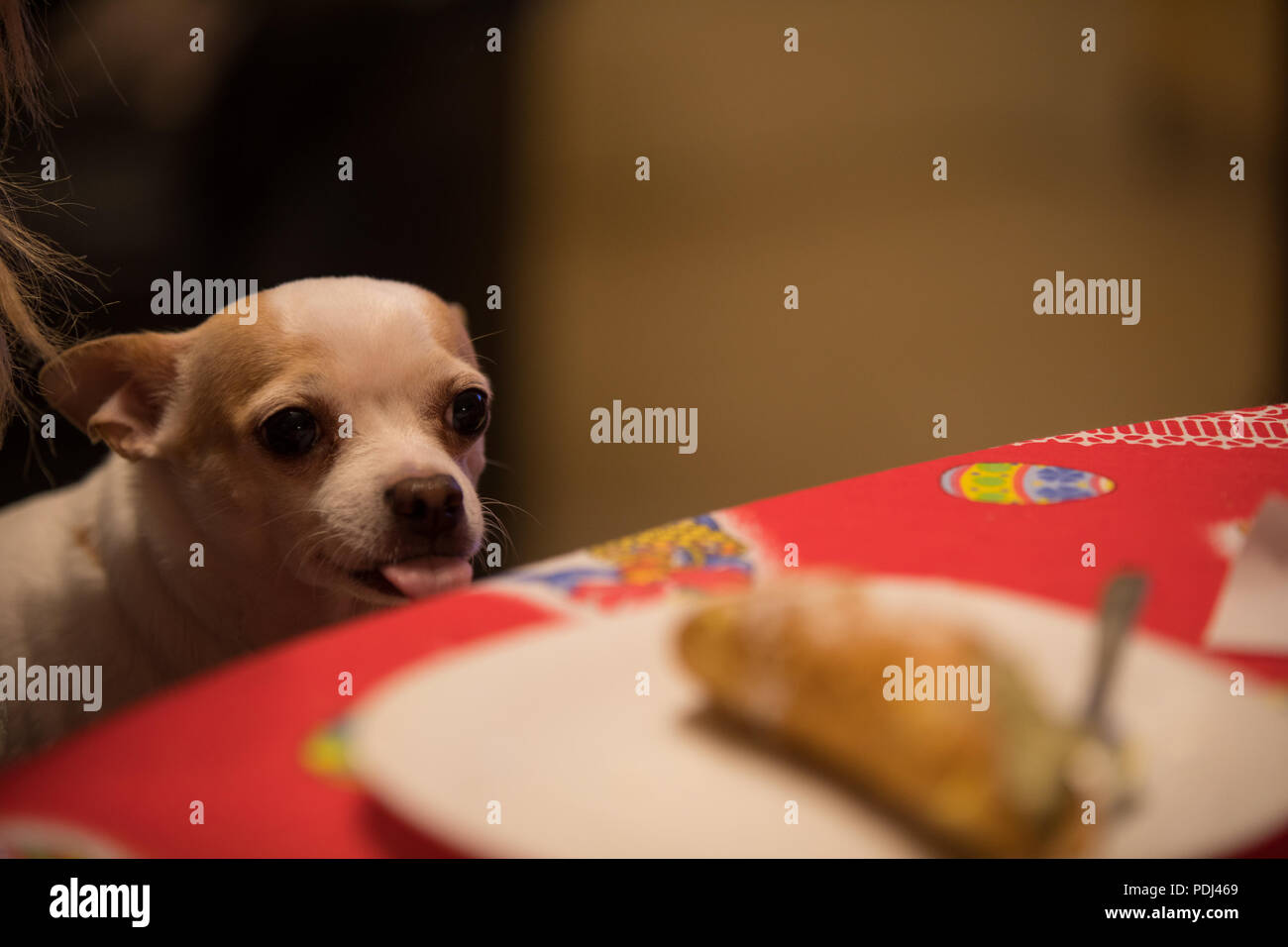 Funny chihuahua Fotos und Bildmaterial in hoher Auflösung Alamy