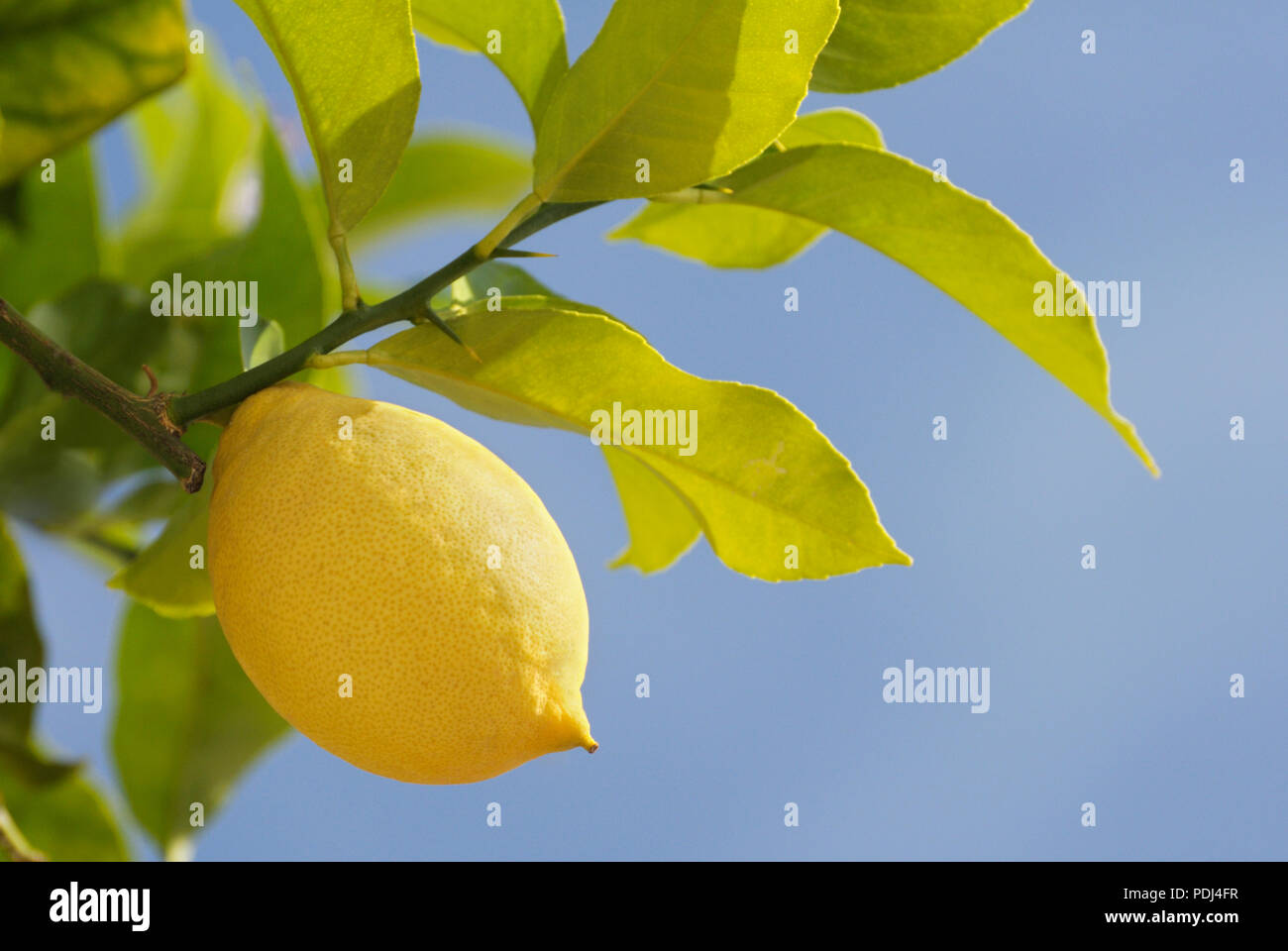 Zitronenbaum, Italien Stockfoto