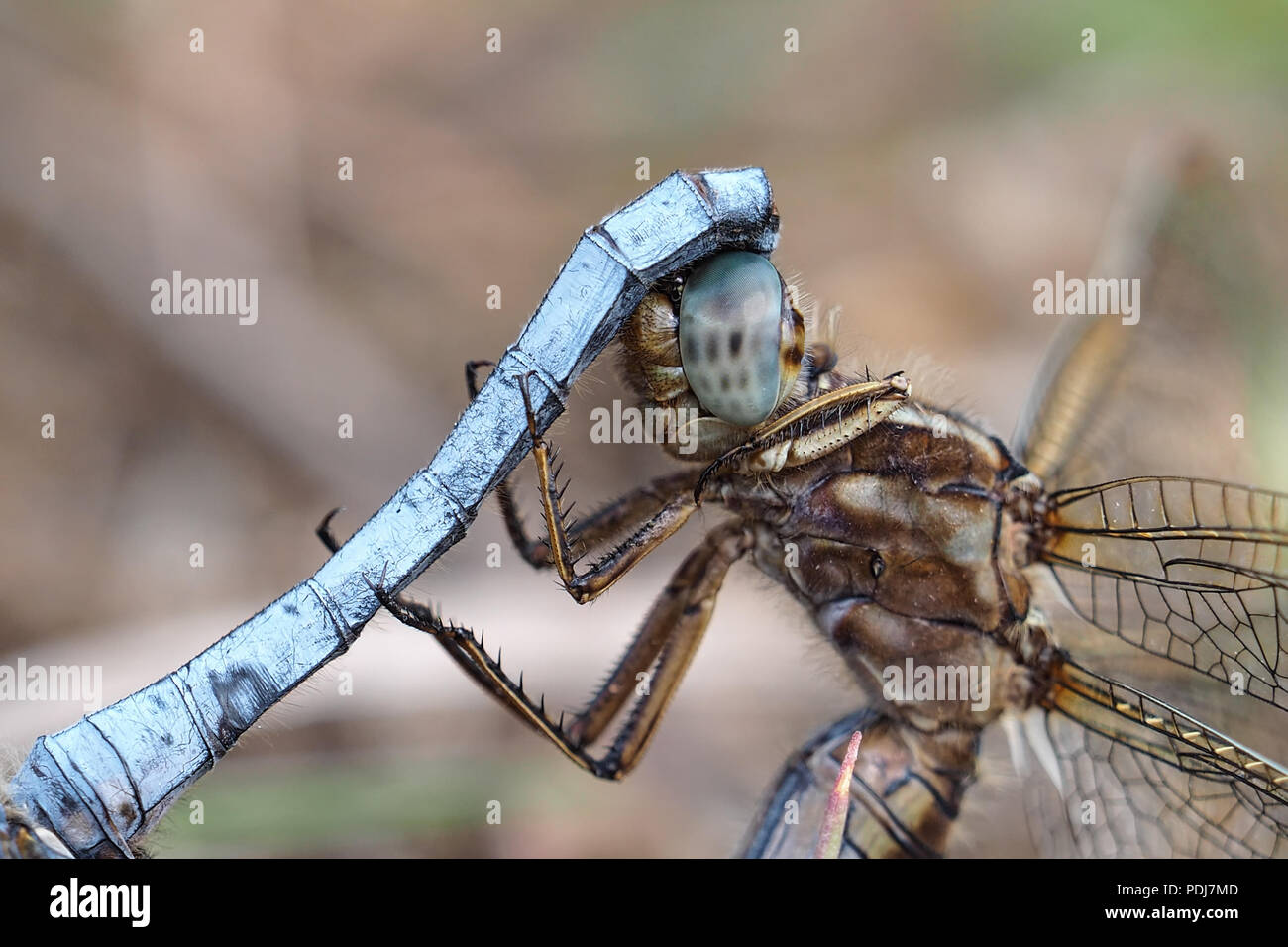 Nahaufnahme von Gekielt Skimmer Libellen (Orthetrum coerulescens) während der Paarung. Das Männchen umklammert seinen Schwanz auf die Frauen im Kopf. Tipperary, Irland Stockfoto