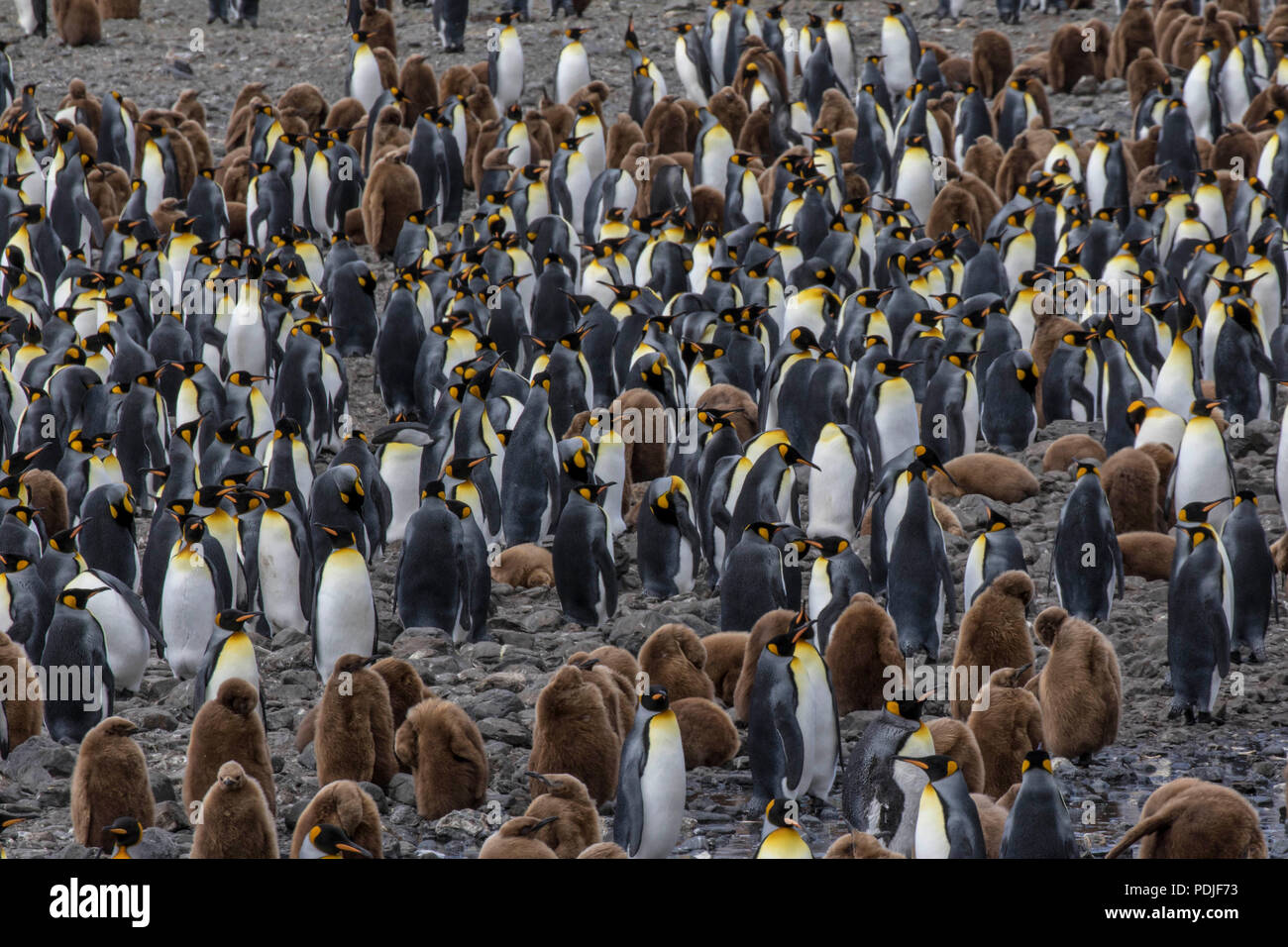 Große rookery verwandten Pinguine auf einer South Georgia Island Stockfoto