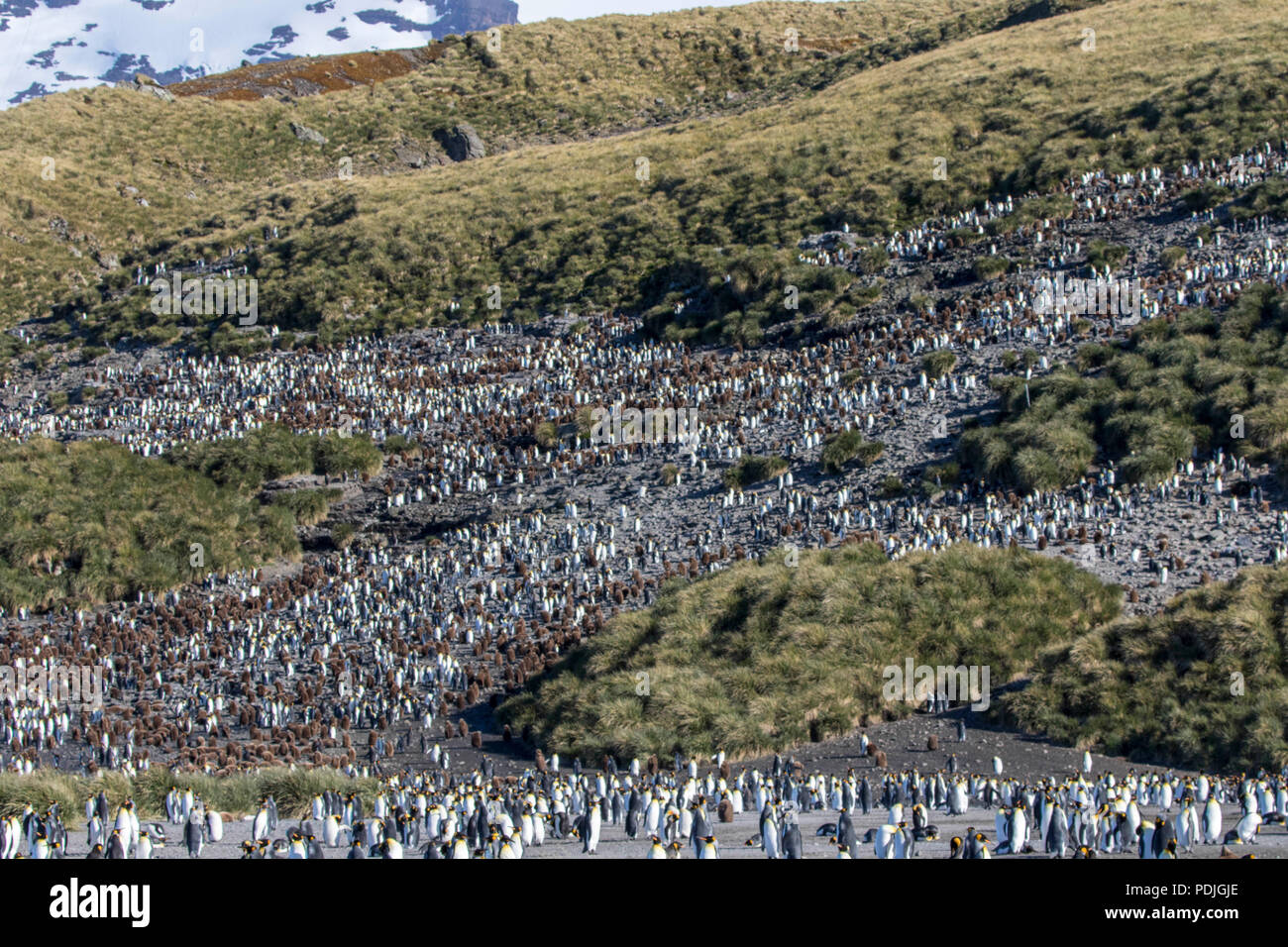 Große rookery verwandten Pinguine auf einer South Georgia Island Stockfoto