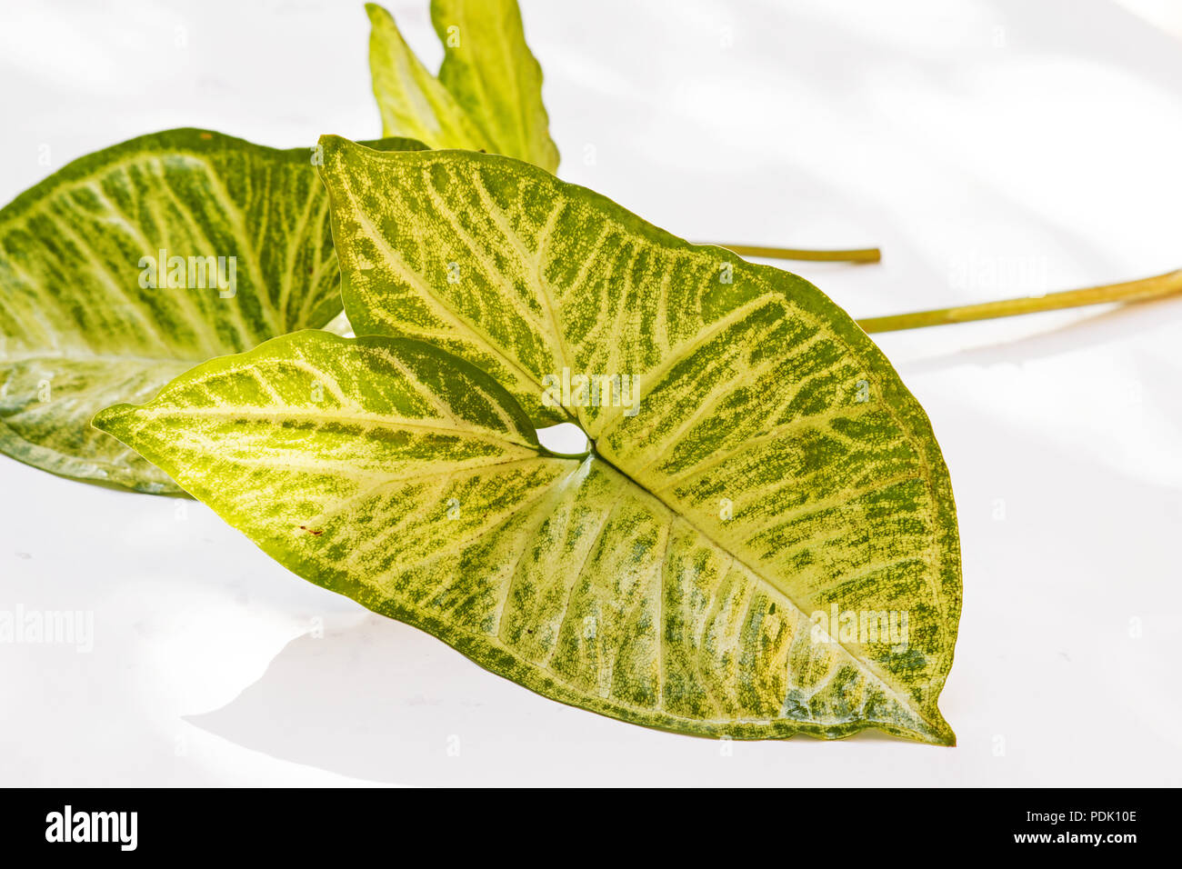 Syngonium angustatum Blatt Stockfoto