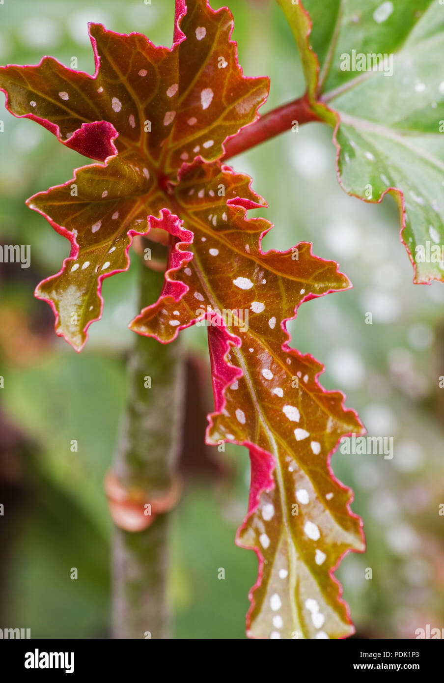 Angel Wing Begonia Junges Blatt auf die natürlichen Hintergrund Stockfoto